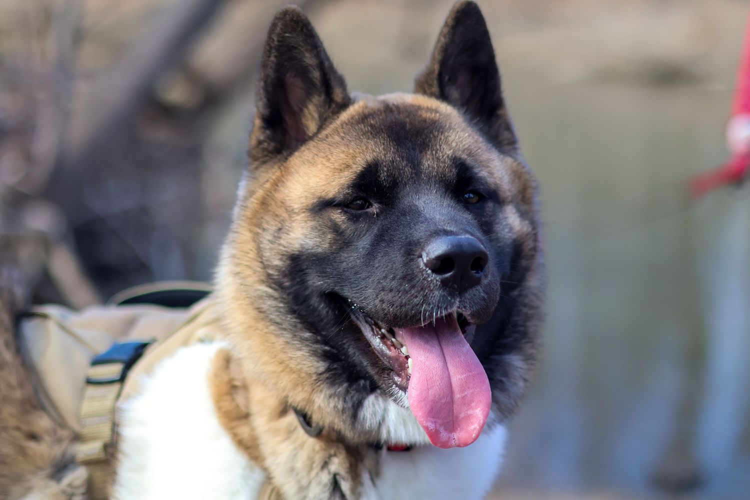 Axel