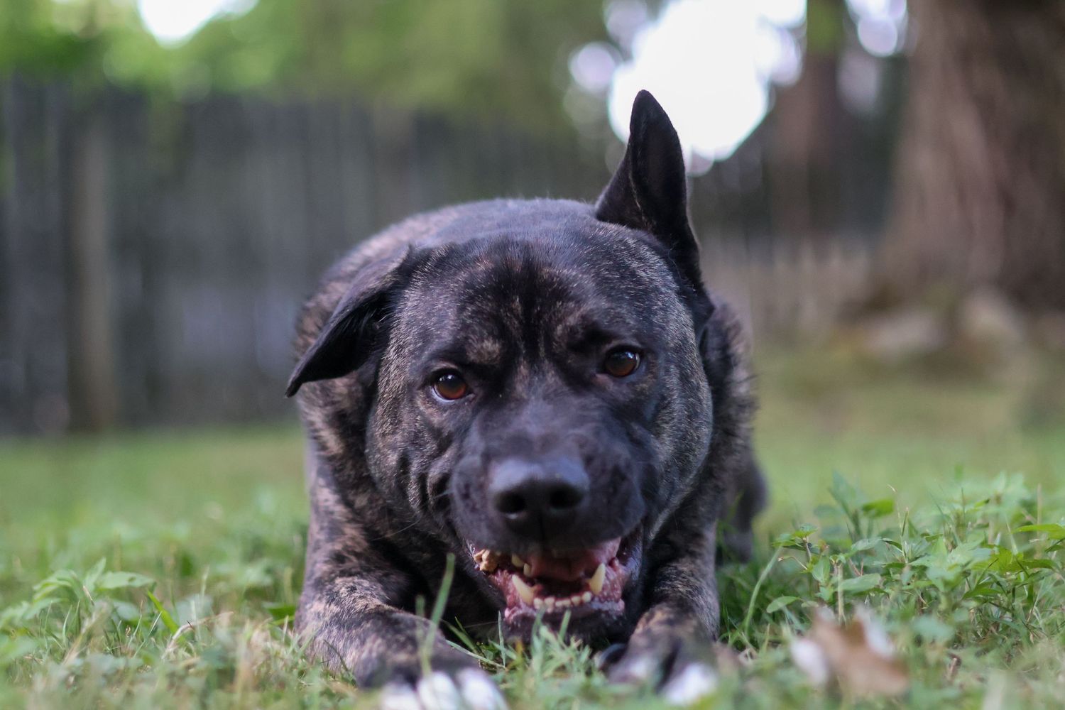 Rollo