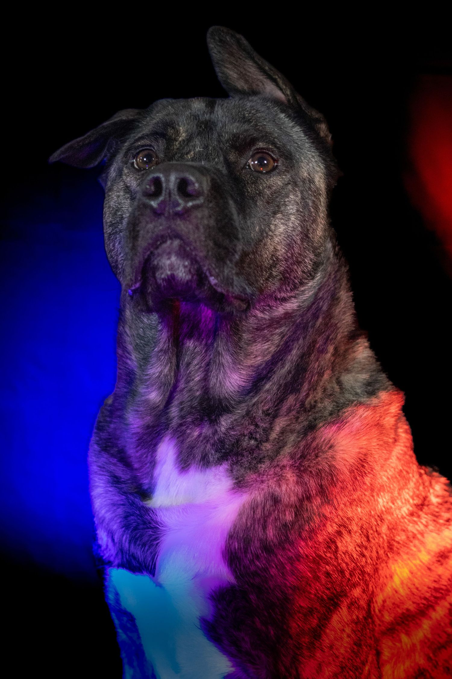 Rollo