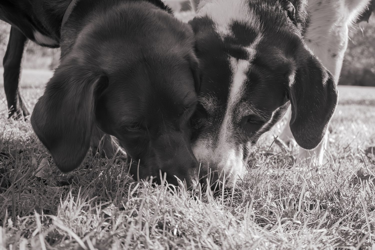 Tucker & Luna