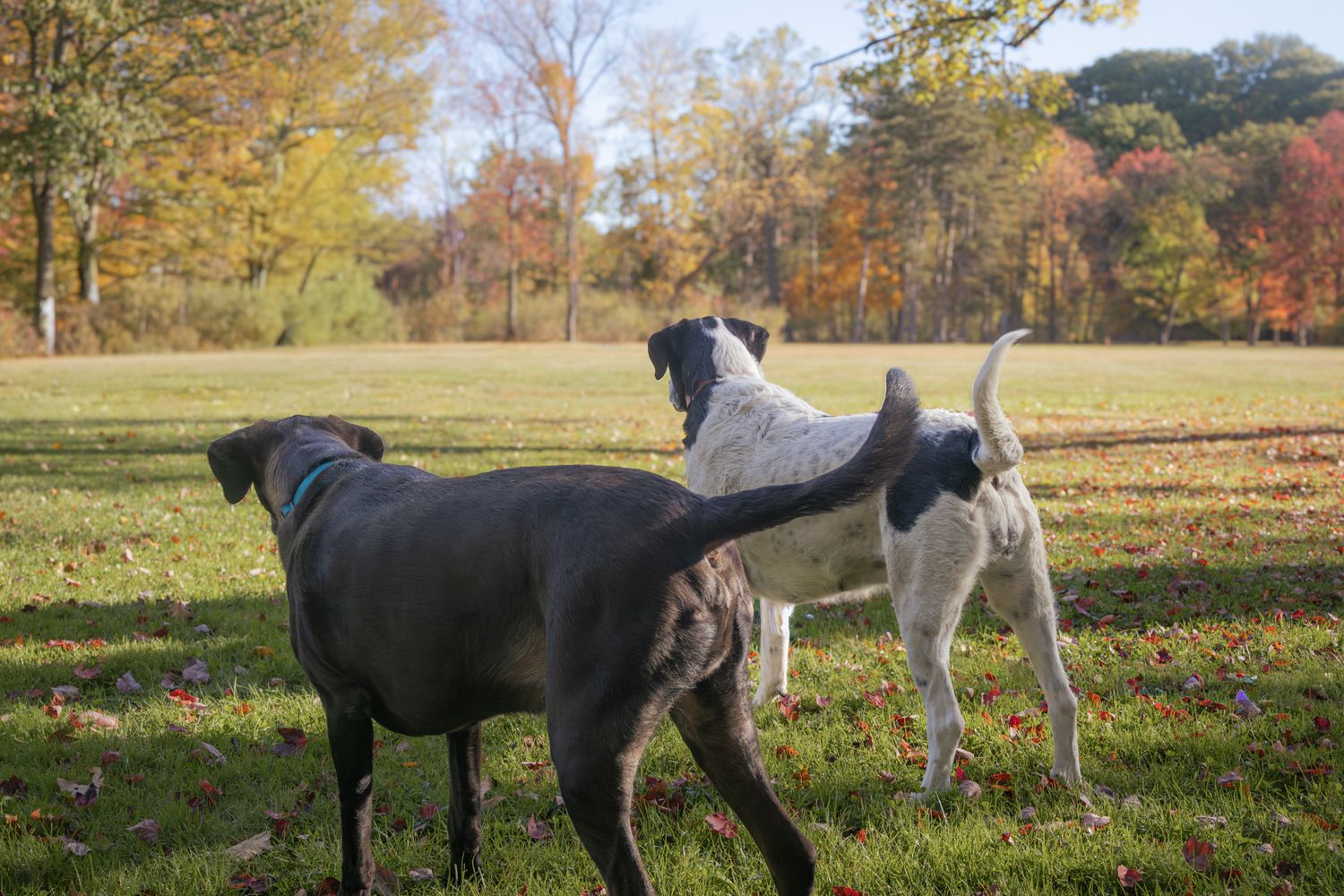 Tucker & Luna