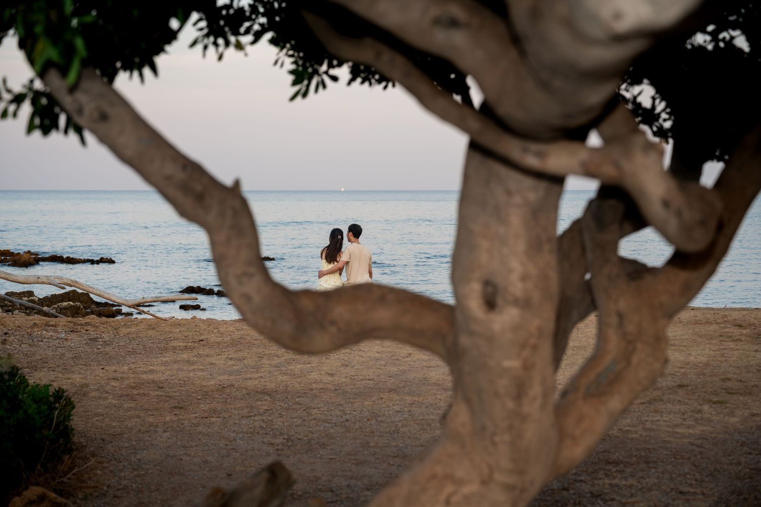 Couple sitting together on a rocky beach shore framed by an ancient twisted tree at sunset.