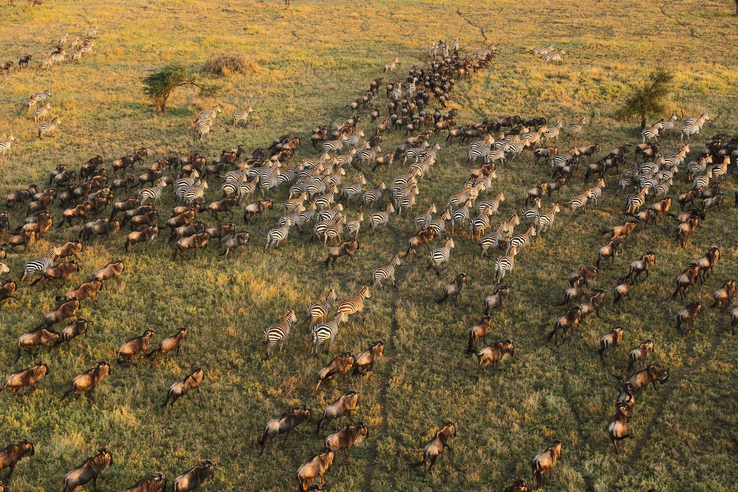 Aerial wildlife photography print of a wildebeest migration in the Serengeti, textured nature wall art for collectors by Naezi Eyes.