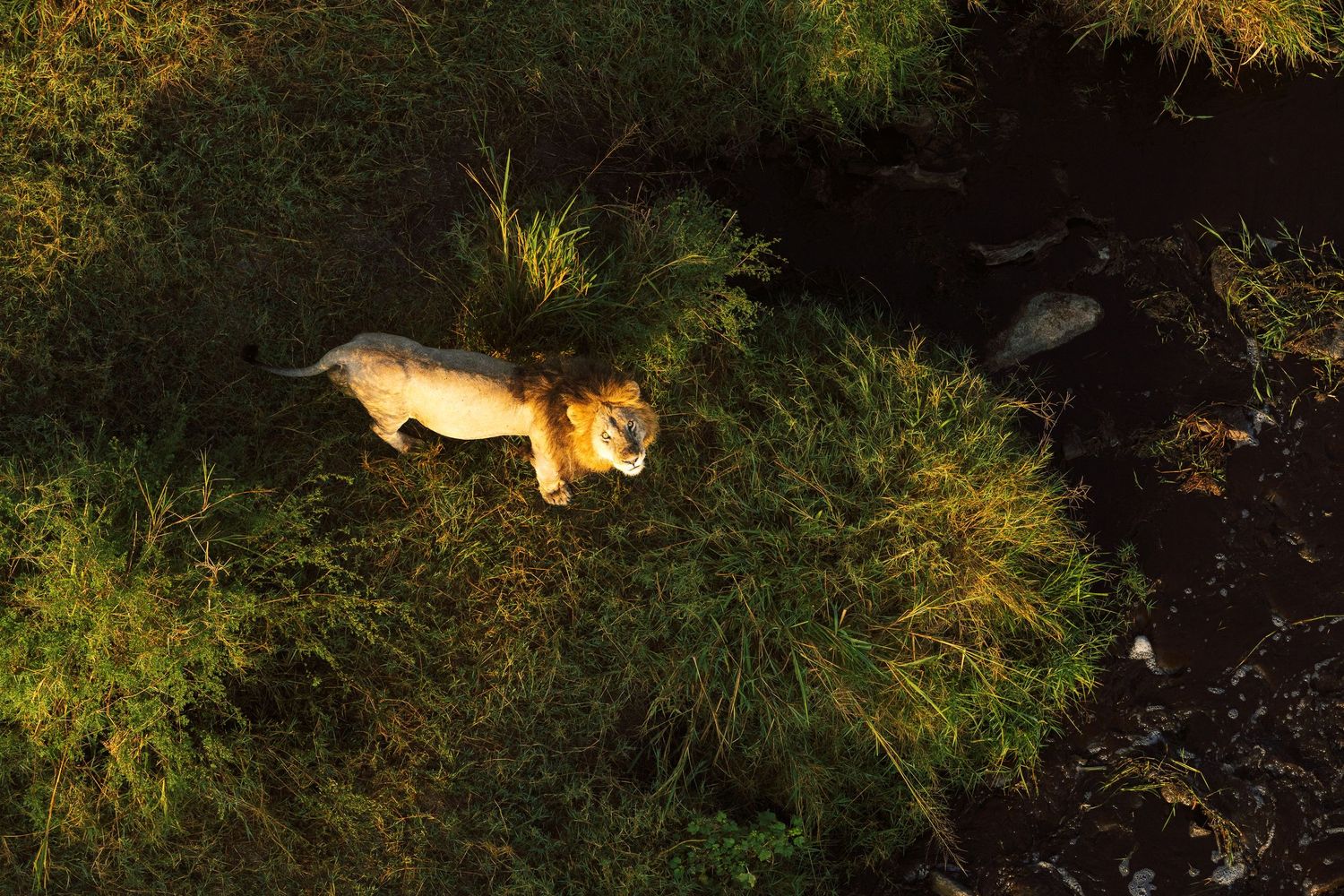 Aerial landscape photography of the Serengeti Male Lion capturing the scale of Tanzanian national parks by Naezi Eyes.