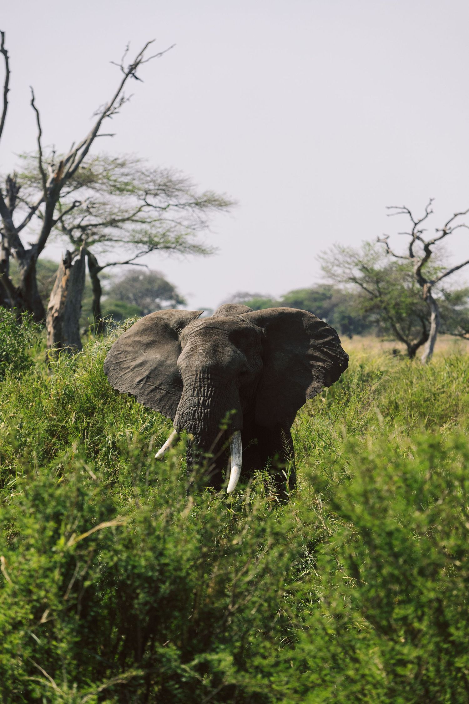 Fine art wildlife print of an African elephant in tall grass, majestic Serengeti animal photography for wall decor by Naezi Eyes.