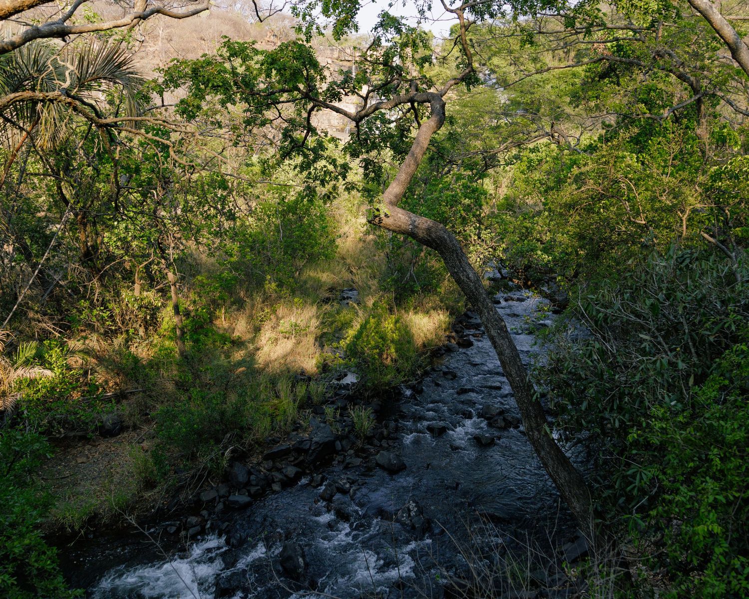 erene landscape print of a flowing river in a Tanzanian forest, calming nature wall art for wellness spaces by Naezi Eyes.