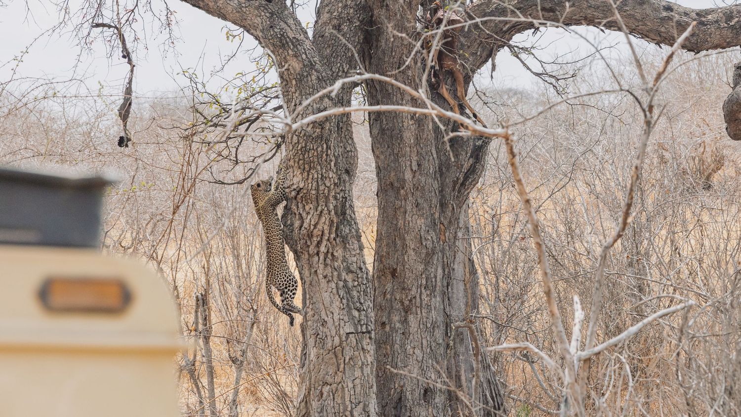 Fine art wildlife print of a leopard climbing a tree to retrieve its kill, rare predator behavior and natural camouflage photography.