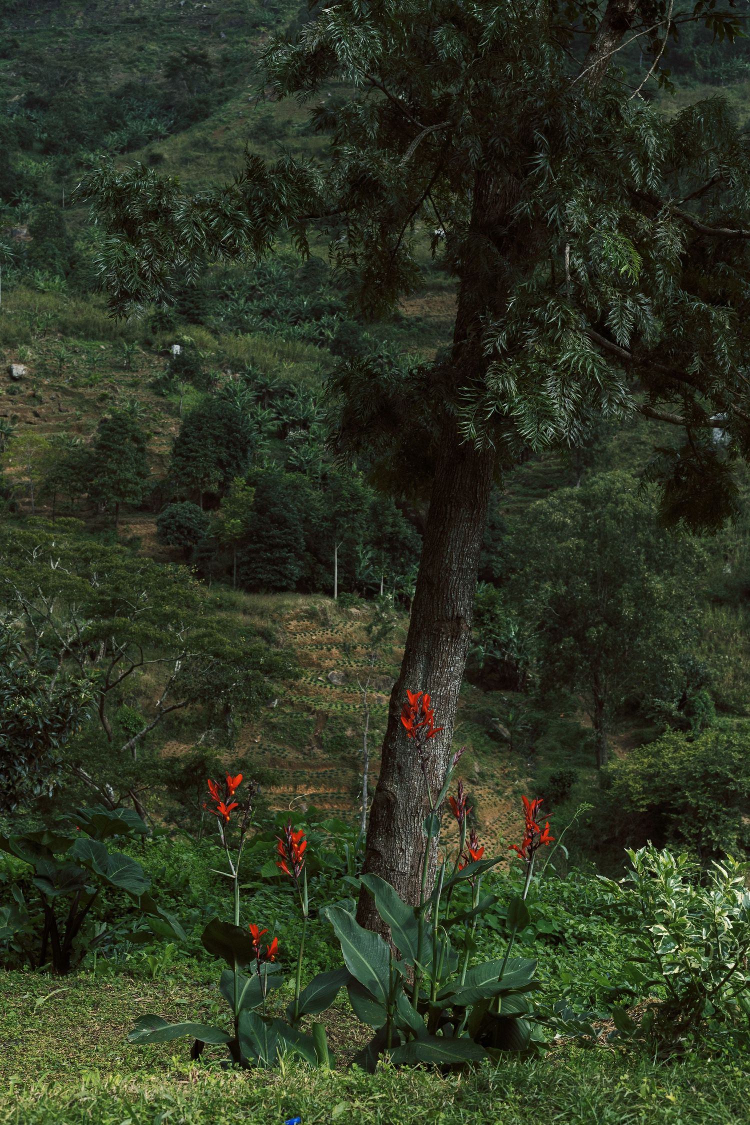 Lush nature photography print of Tanzanian flora and forest greenery, botanical wall art for peaceful home interiors by Naezi Eyes.