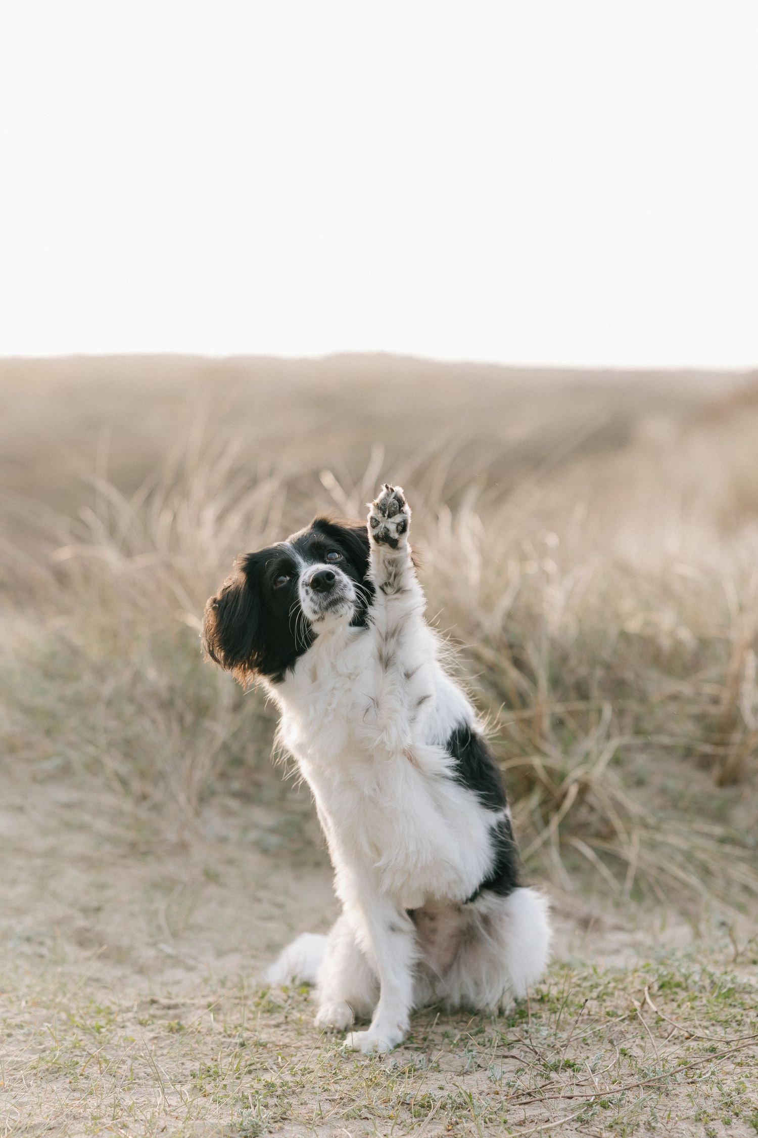 Hunde-Mensch Fotoshooting am Bodensee