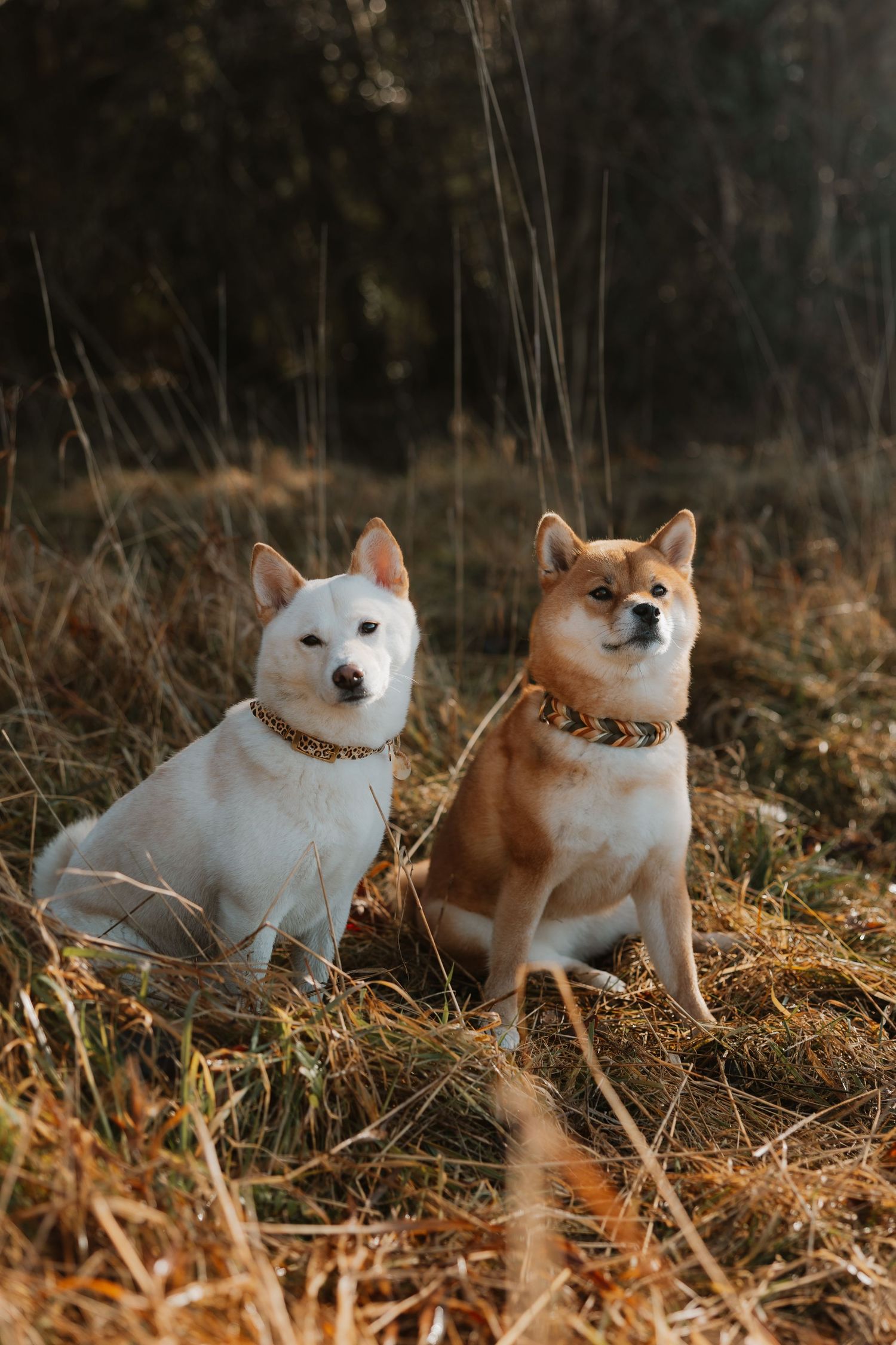 Hundeshooting am Bodensee