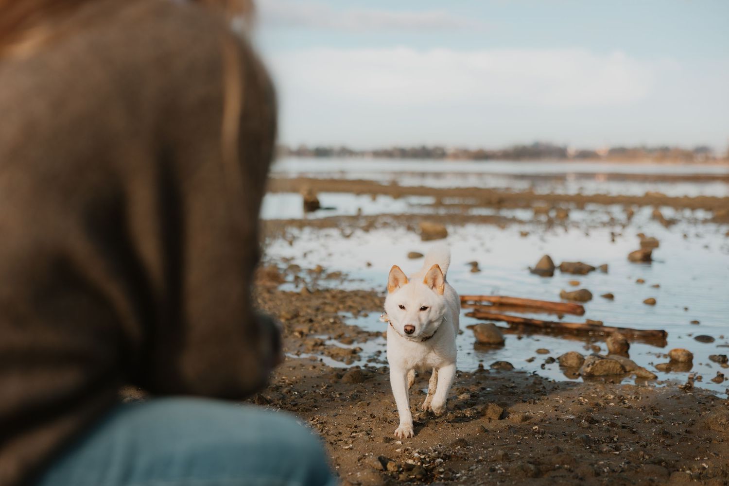 Hundeshooting am Bodensee