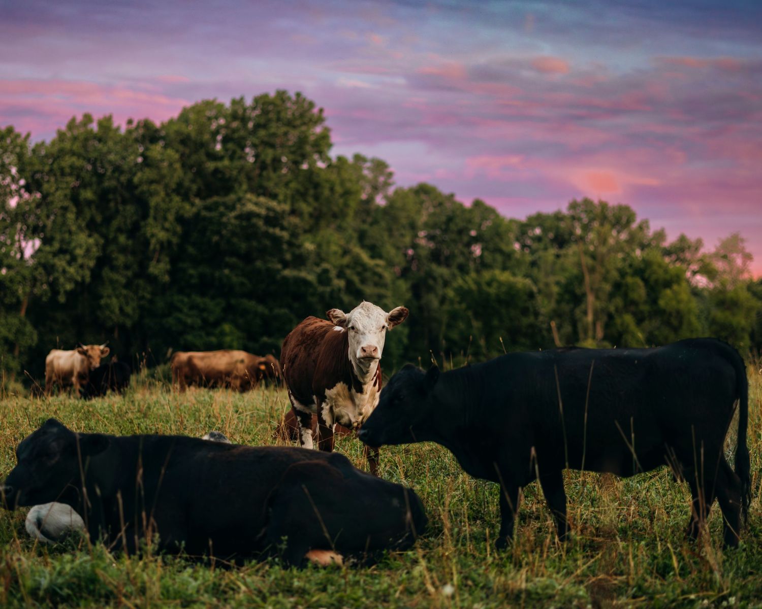 Cattle grazing in a field during a colorful sunset with purple and orange skies.