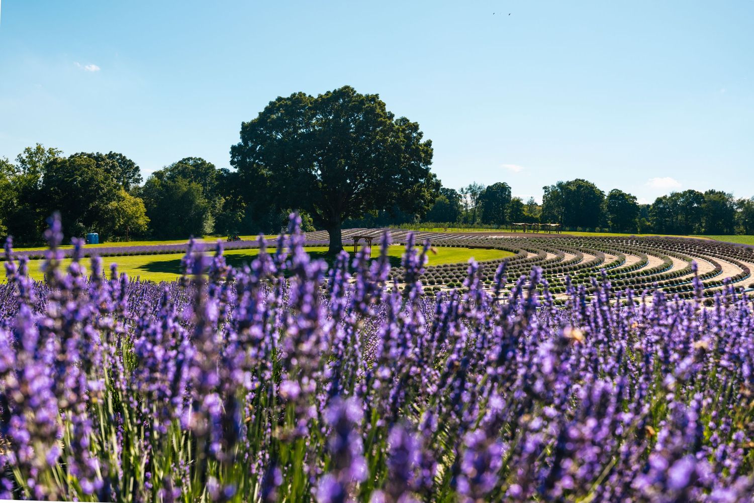 Beautiful purple lavender field with rows stretching into the distance under blue sky.
