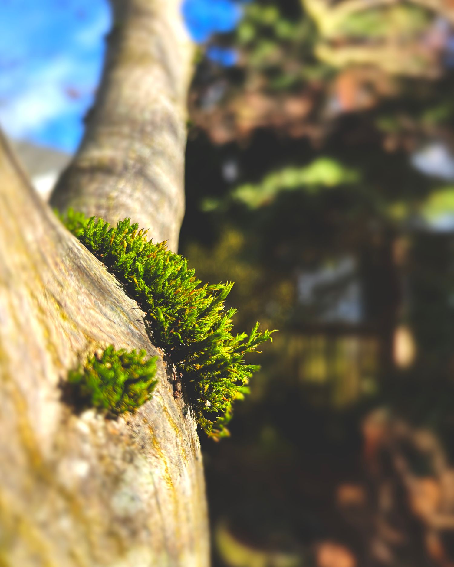 Close-up of bright green moss growing on a tree trunk against a blurred blue sky background.