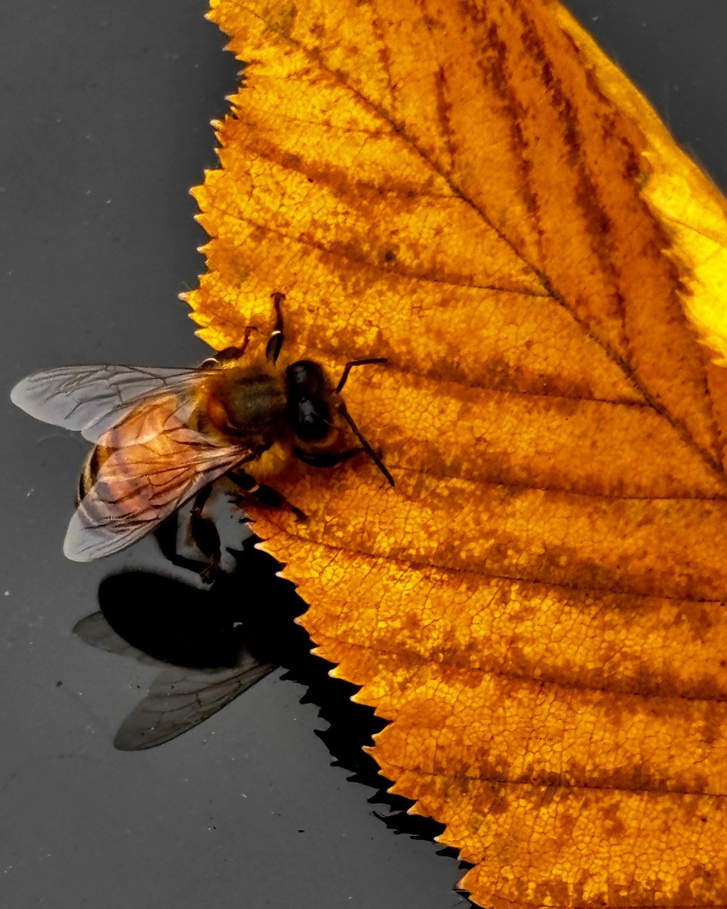 Macro photograph of honey bee on bright orange autumn leaf against dark background.