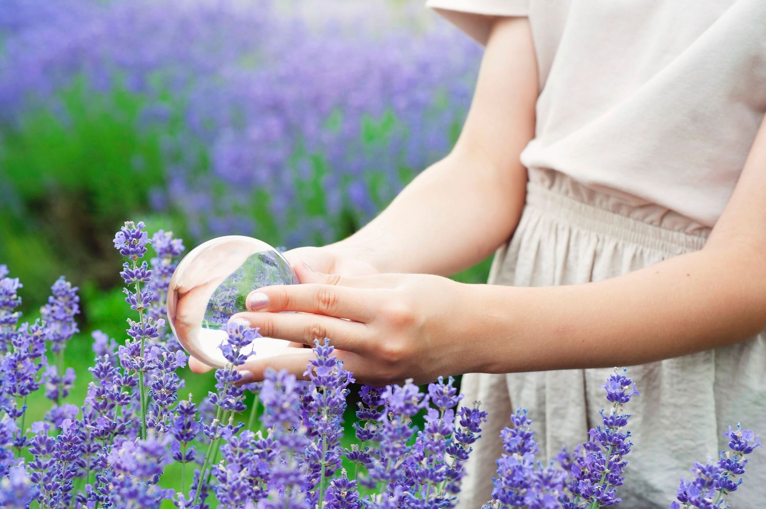 Close-up of woman's hands holding a crystal ball among blooming purple lavender flowers in a field.