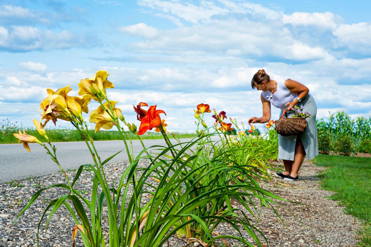 Woman picking yellow and orange daylilies along a gravel path with blue sky and clouds in background.