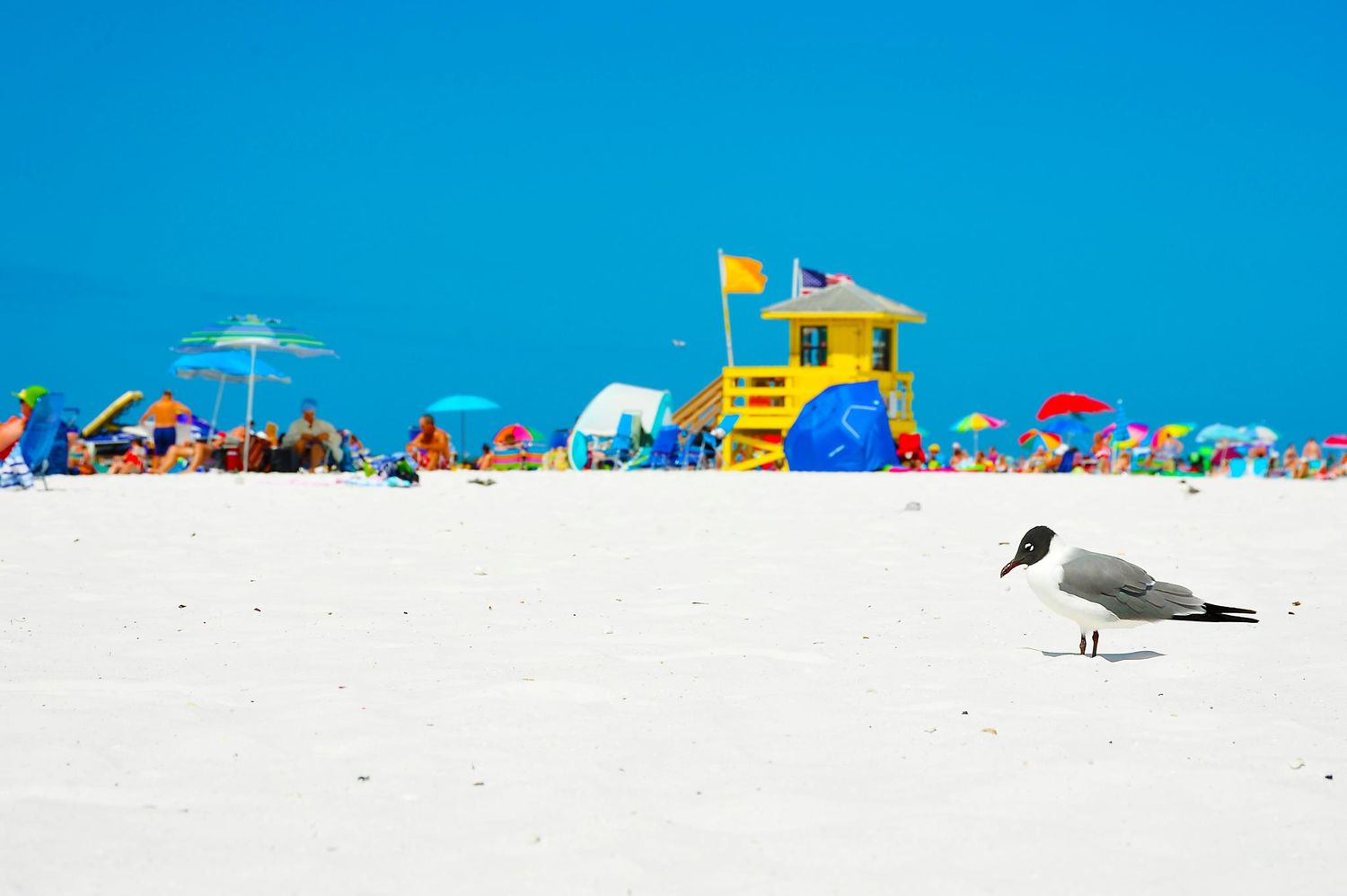 Colorful beach scene with a seagull, lifeguard tower, and umbrellas on white sand.