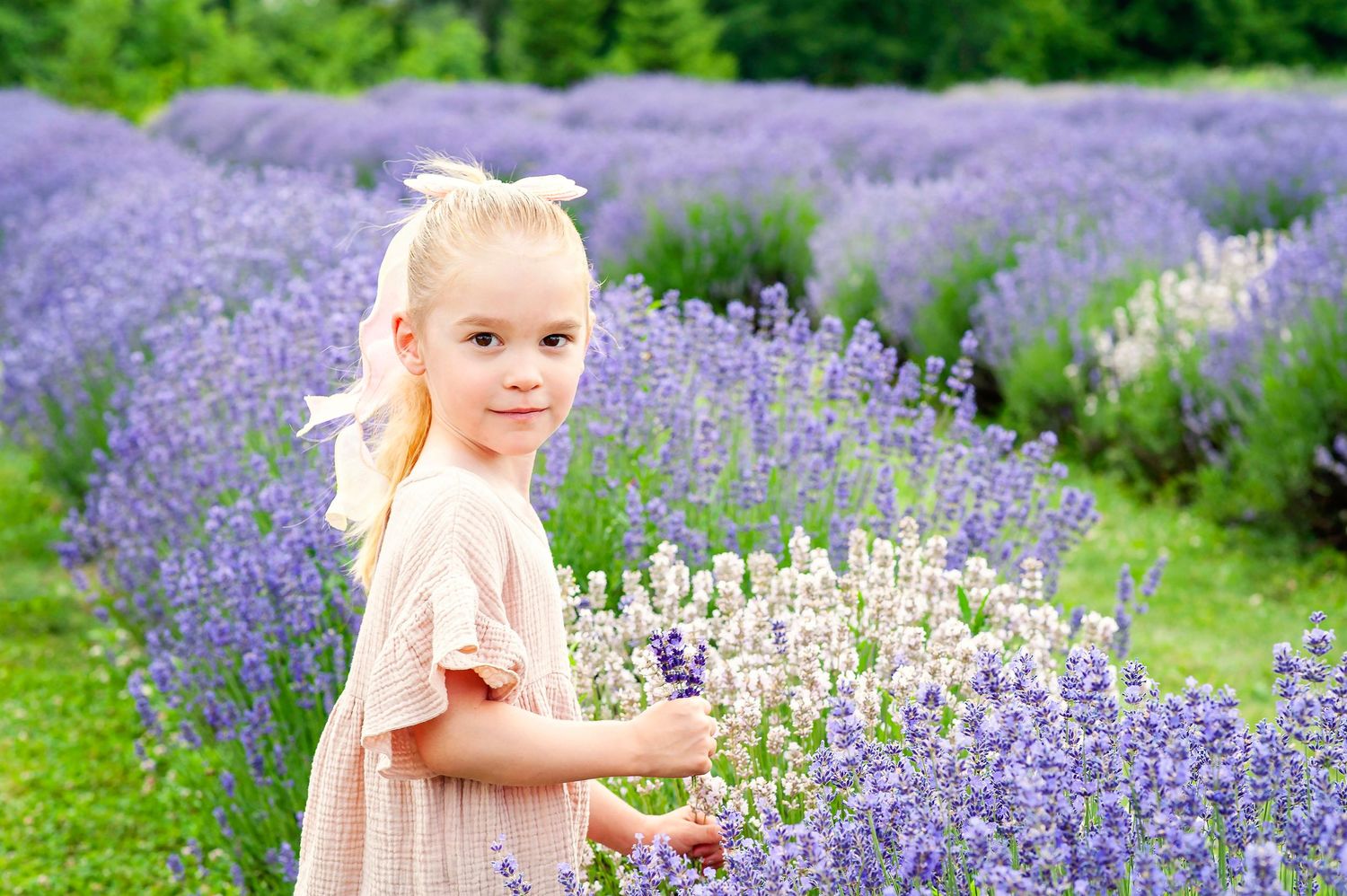 Young blonde girl in pink dress picking lavender flowers in a purple lavender field on a sunny day.
