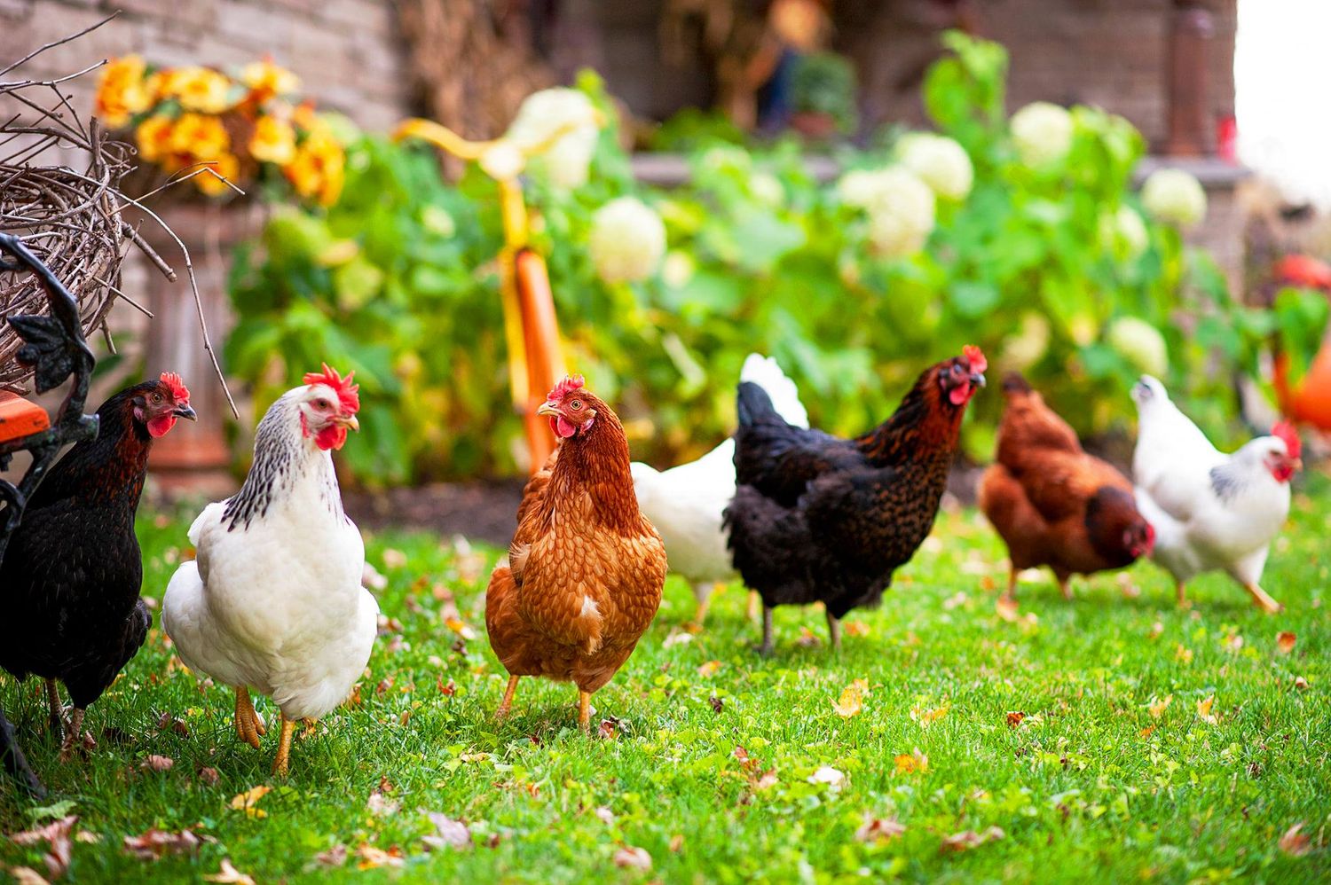 Flock of colorful free-range chickens roaming on green grass in a garden setting.