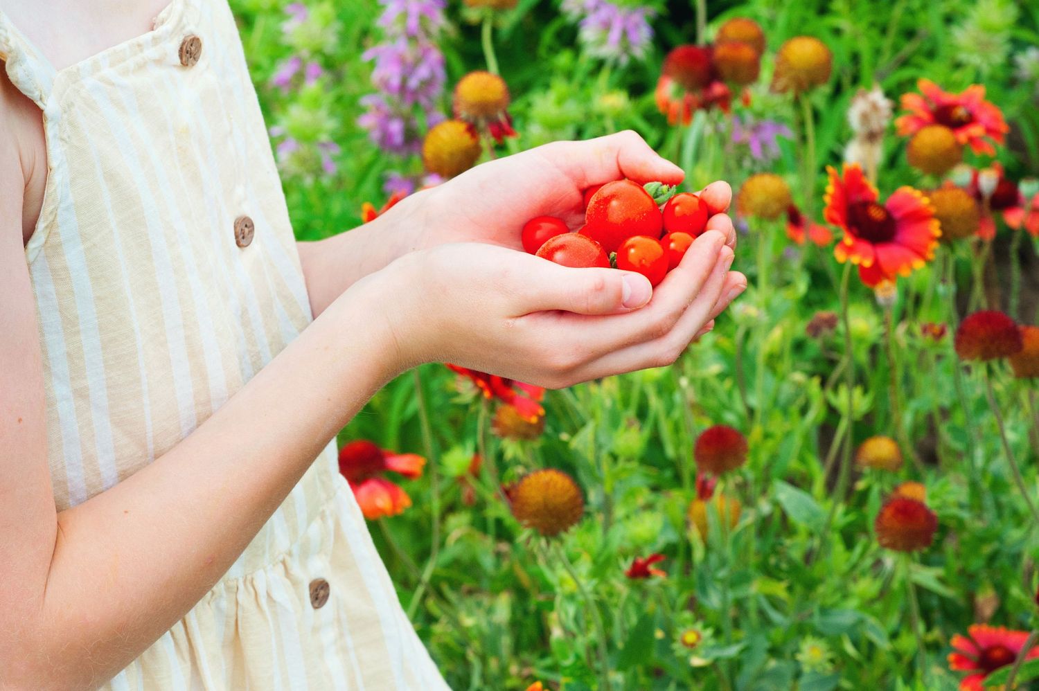 Child holding fresh red cherry tomatoes with colorful wildflowers blooming in the background.