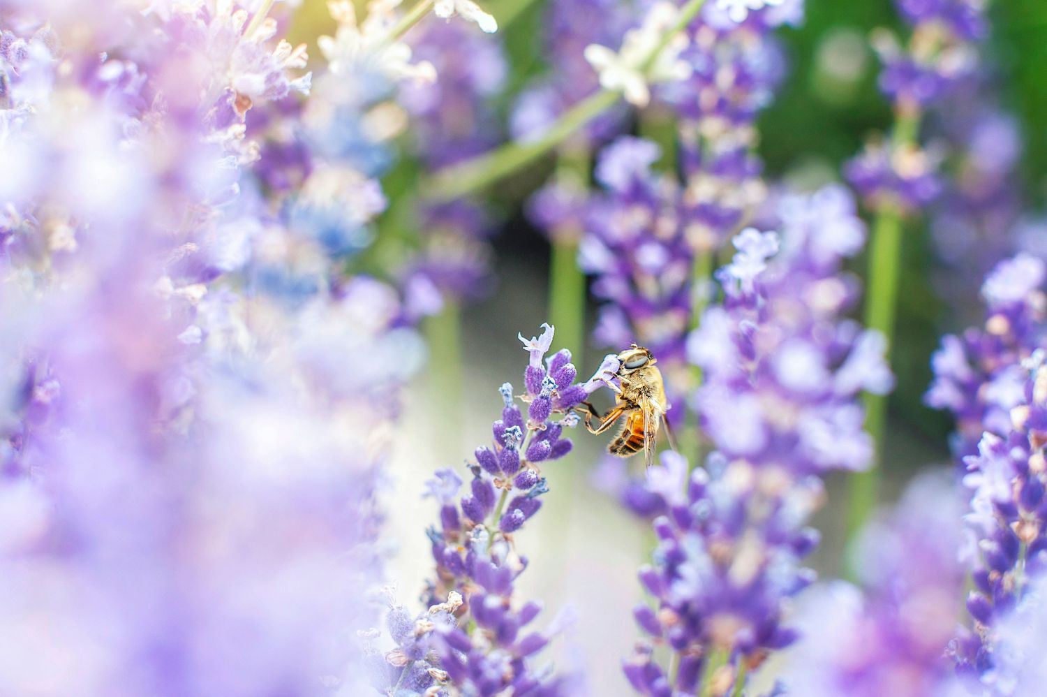 Honey bee collecting nectar from blooming purple lavender flowers in a soft bokeh garden setting.