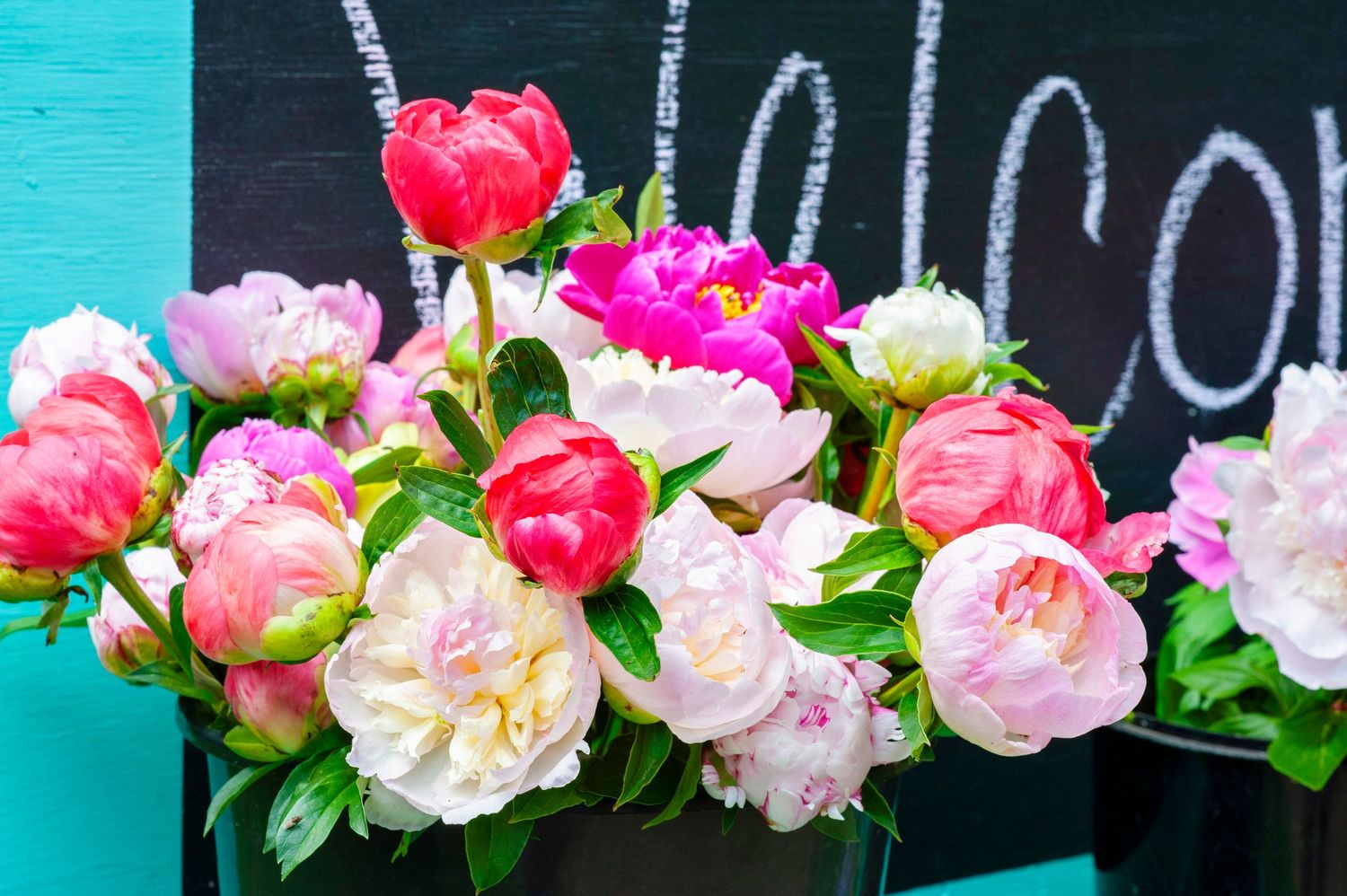 Beautiful pink and white peony bouquet arranged in front of a teal chalkboard welcome sign.