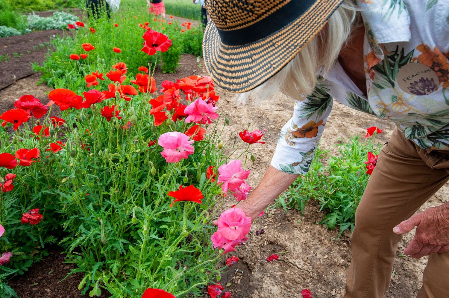Woman in straw hat picking pink poppies in a vibrant red and pink flower garden.