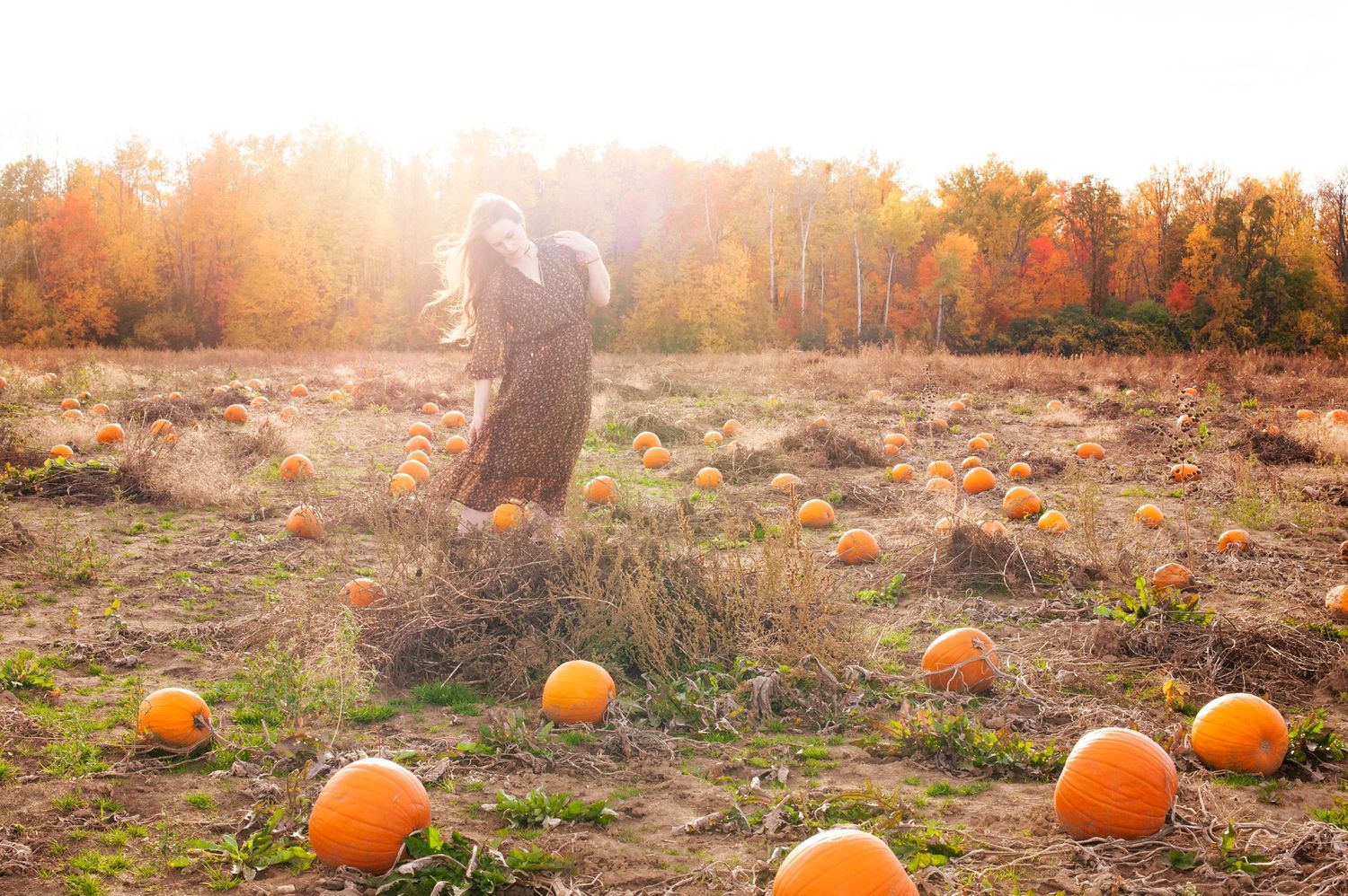 Person standing in a sunlit pumpkin patch surrounded by orange pumpkins and colorful autumn foliage.