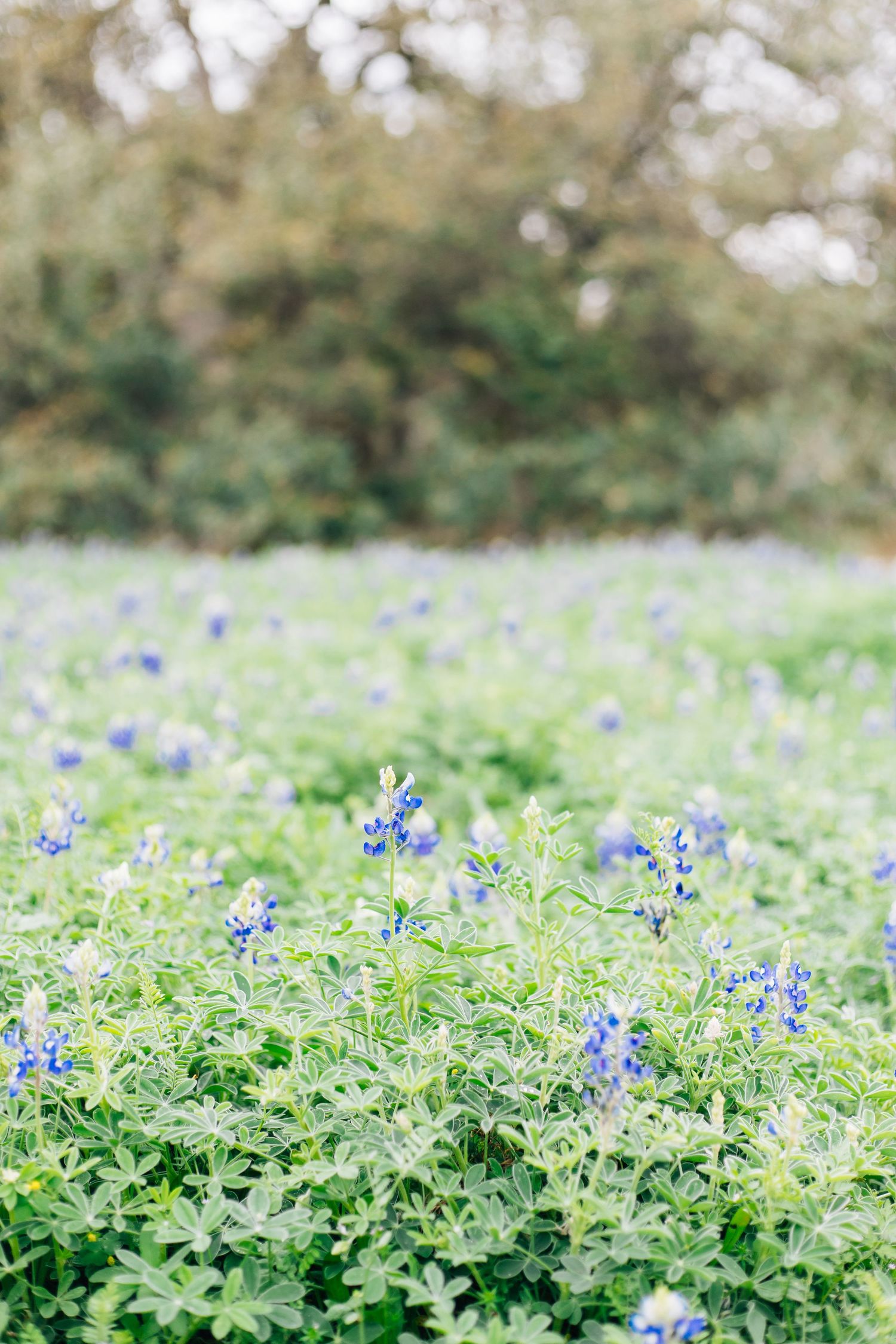 Field of delicate purple bluebonnets blooming in a natural meadow with soft green foliage and trees in background.