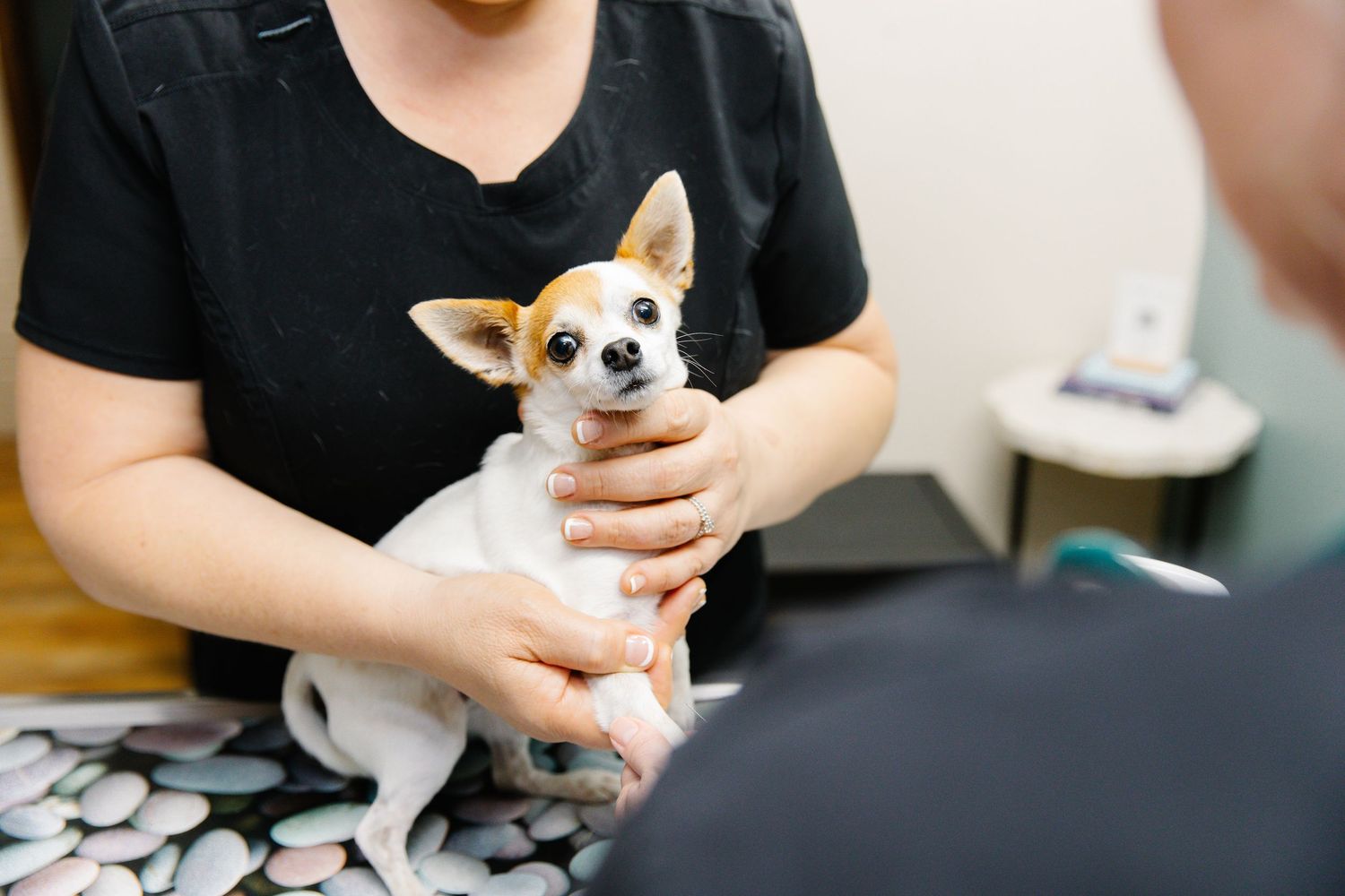 A small Chihuahua dog being held by a person in a black shirt at a veterinary clinic.