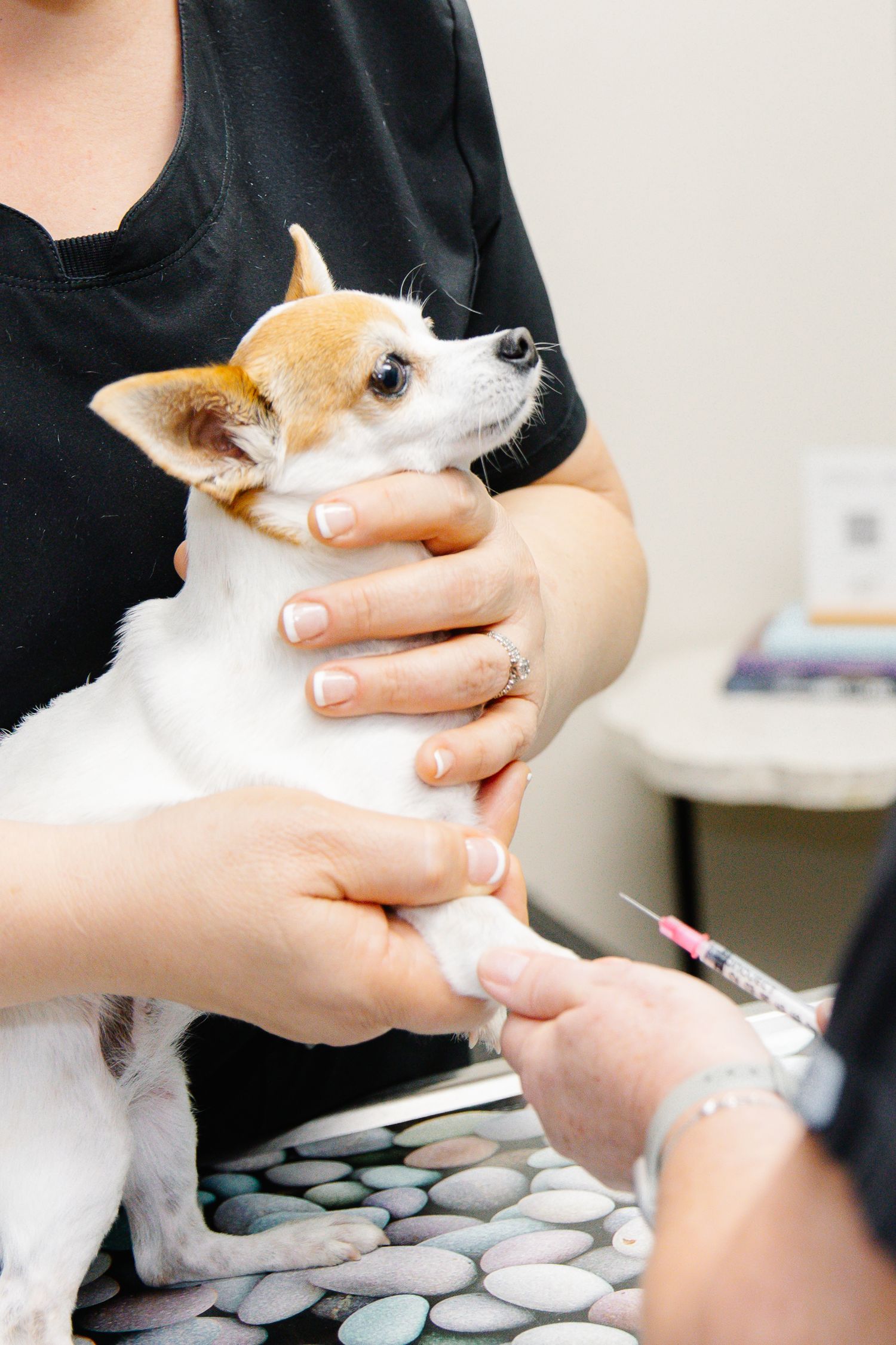A small Chihuahua receives a vaccination injection at a veterinary clinic while being held by its owner.