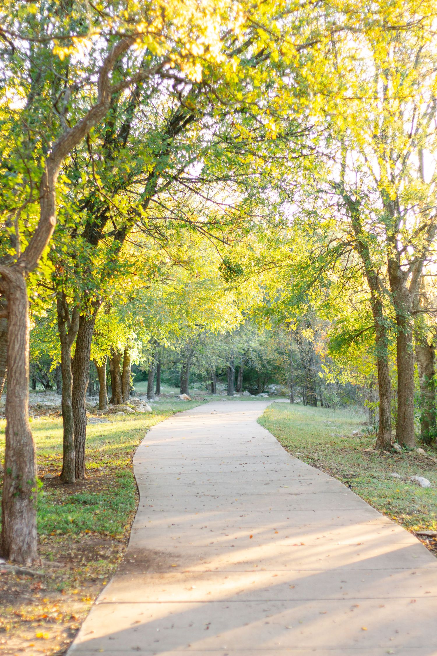 A winding concrete path through trees with golden autumn foliage.