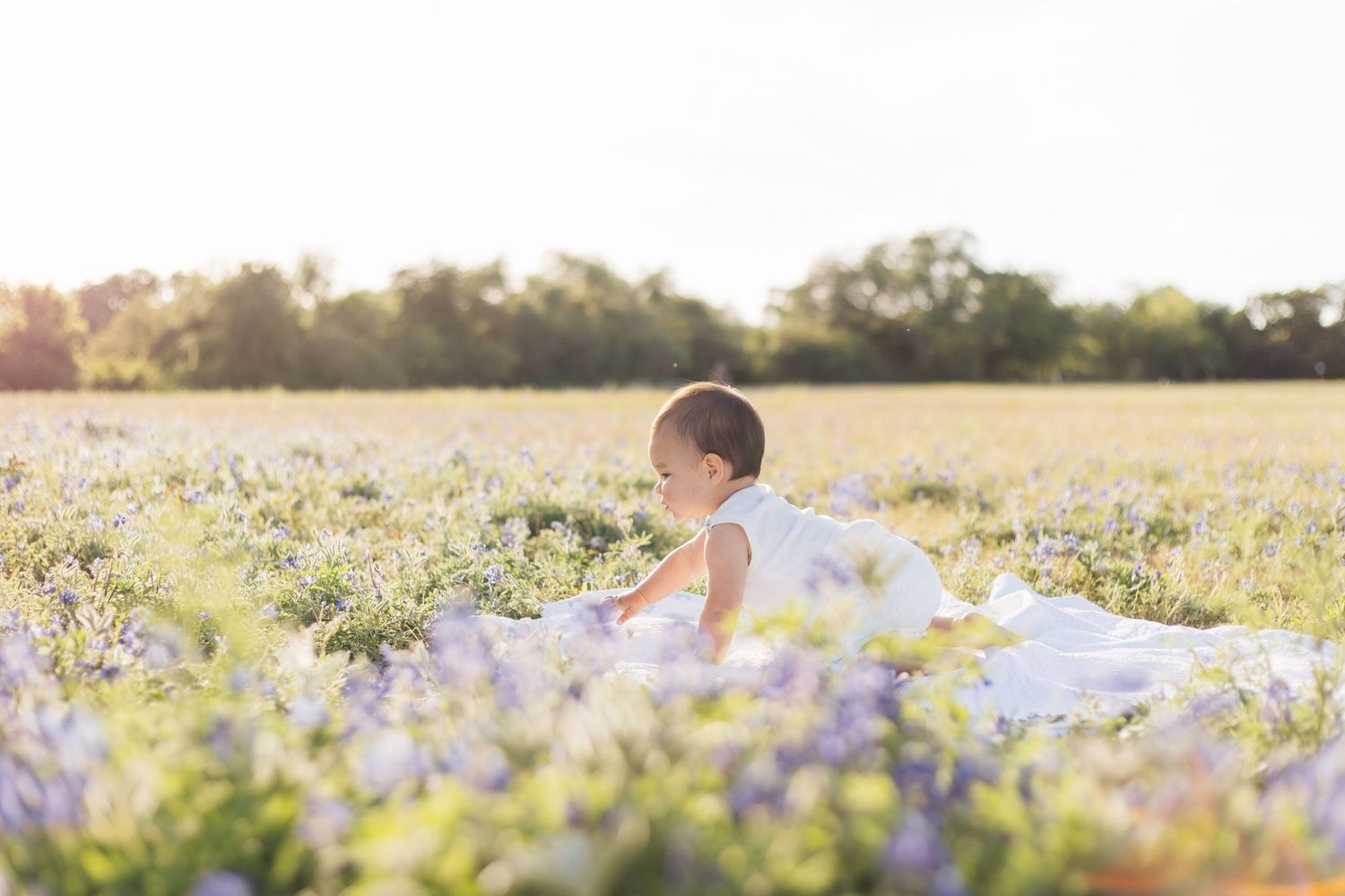 Baby in white dress sitting in a sunlit field of purple wildflowers with trees in the background.