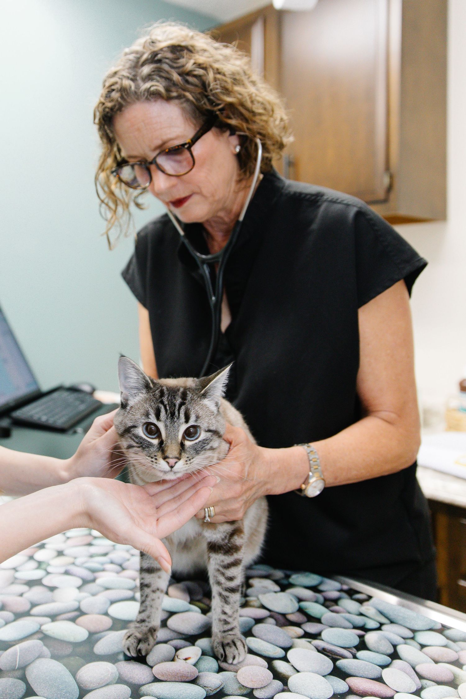 A veterinarian with curly hair and glasses uses a stethoscope to examine a tabby cat on an exam table.