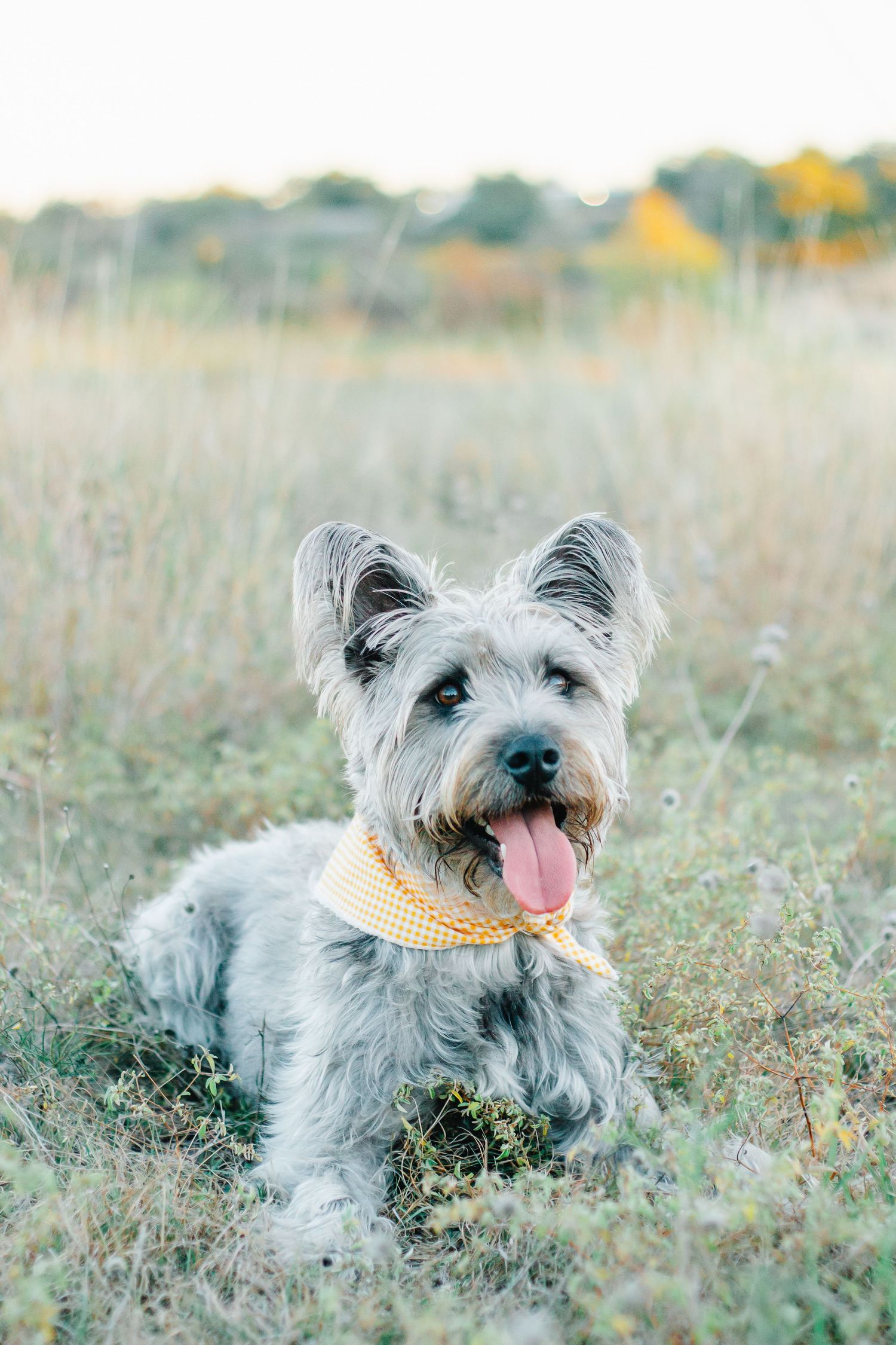 A gray terrier with a yellow bandana lies in a sunny meadow with tall grass.