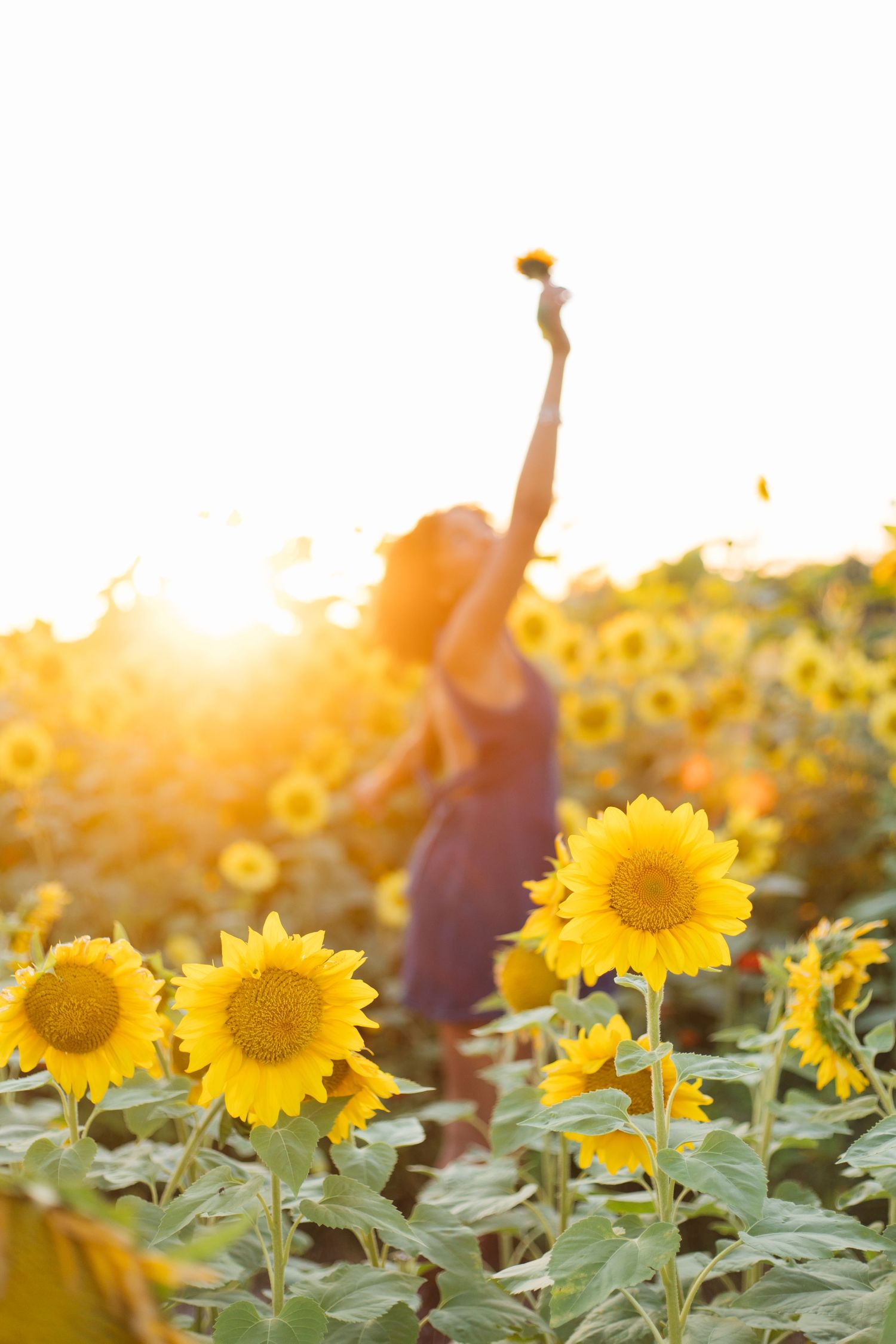 Woman joyfully raising a sunflower in a golden sunlit sunflower field at sunset.