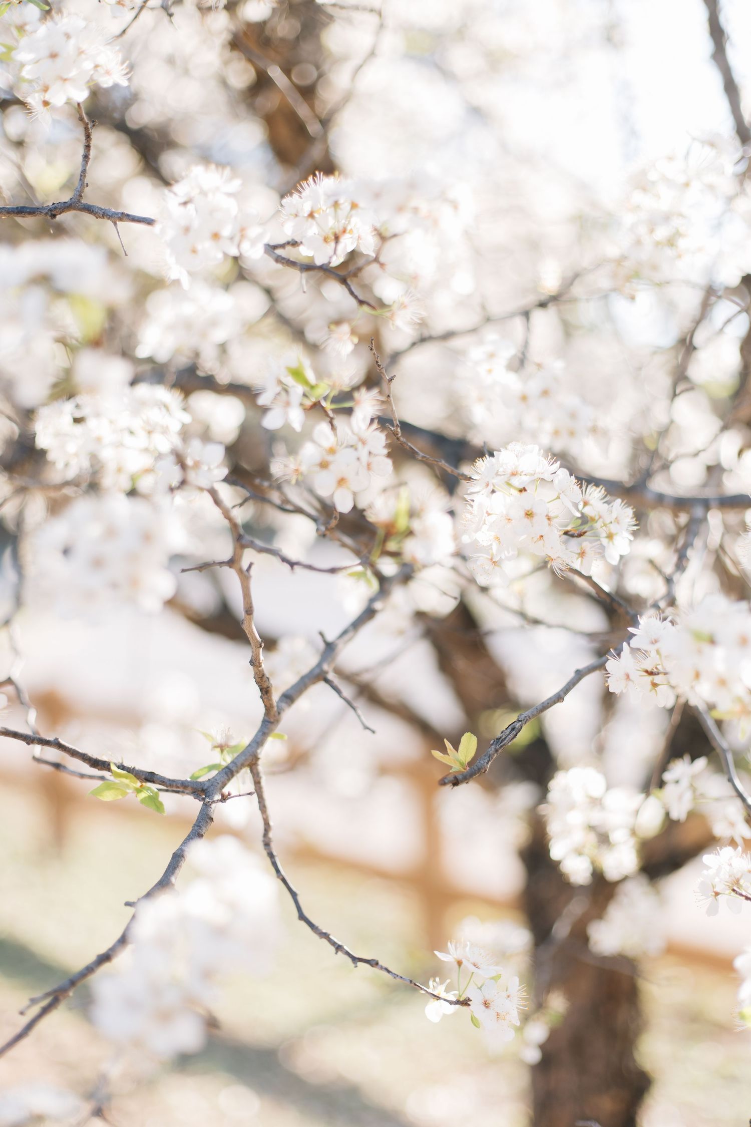 Delicate white cherry blossoms blooming on branches with soft bokeh background.