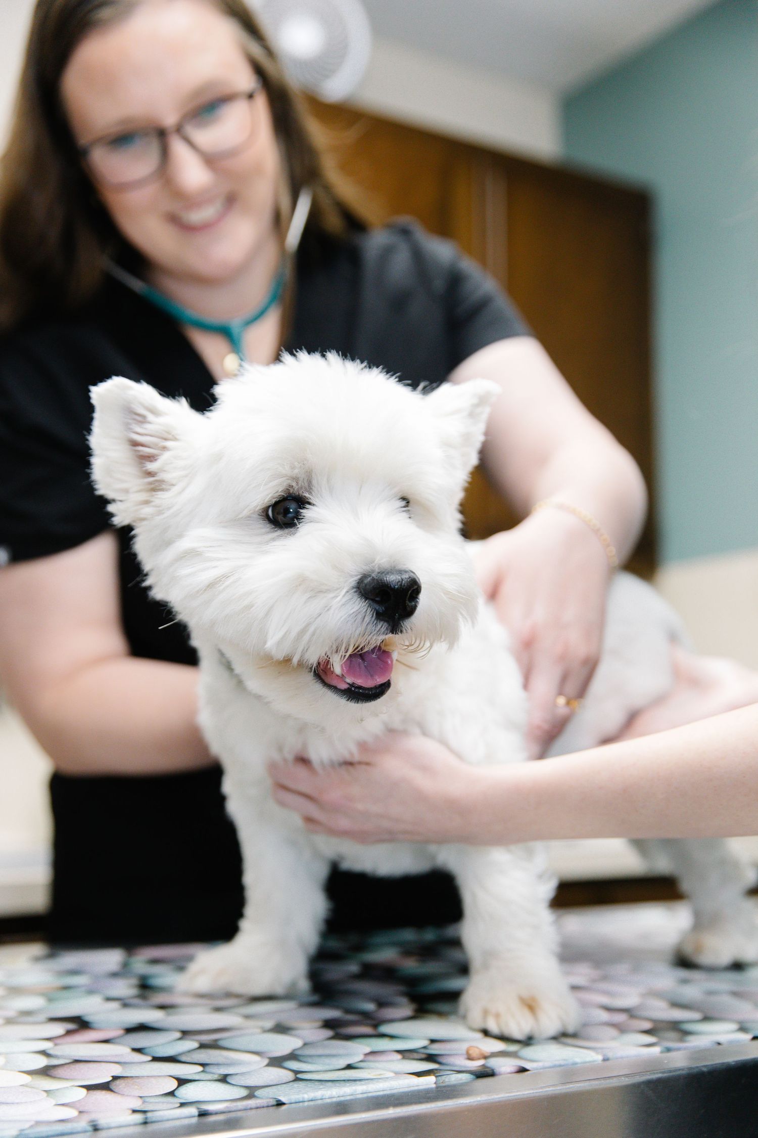 A smiling veterinarian in black scrubs examines a fluffy white West Highland Terrier on an exam table.
