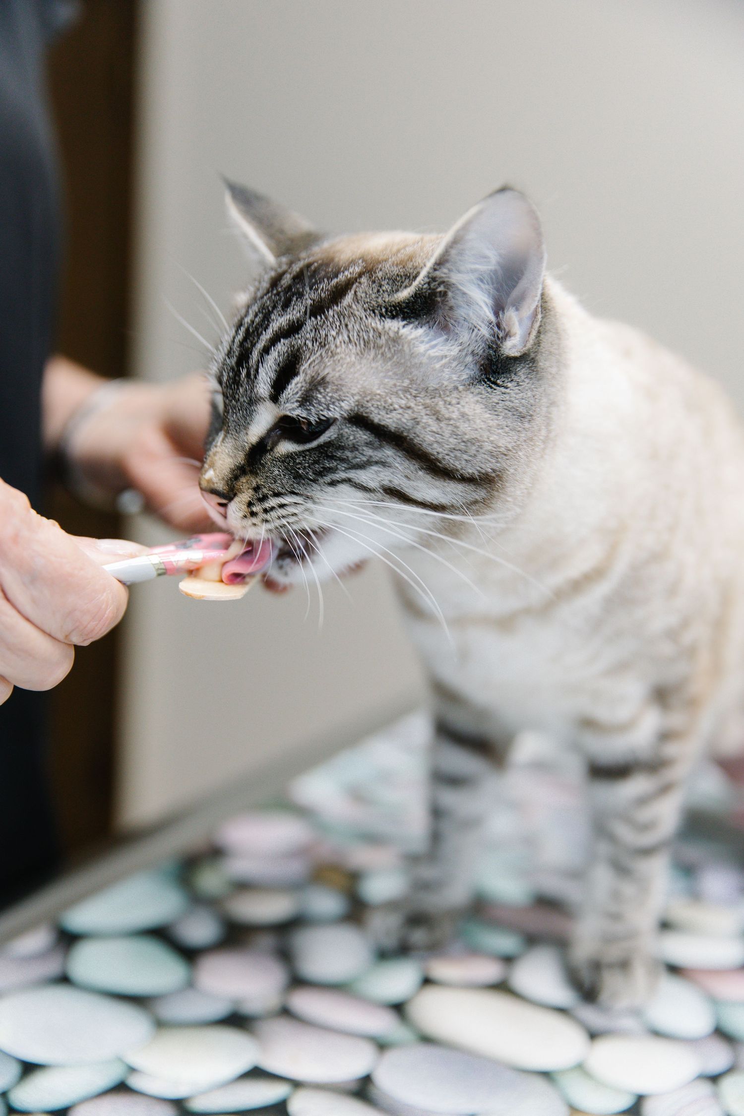 A tabby cat licks a toothbrush held by a person, demonstrating proper pet dental care hygiene.