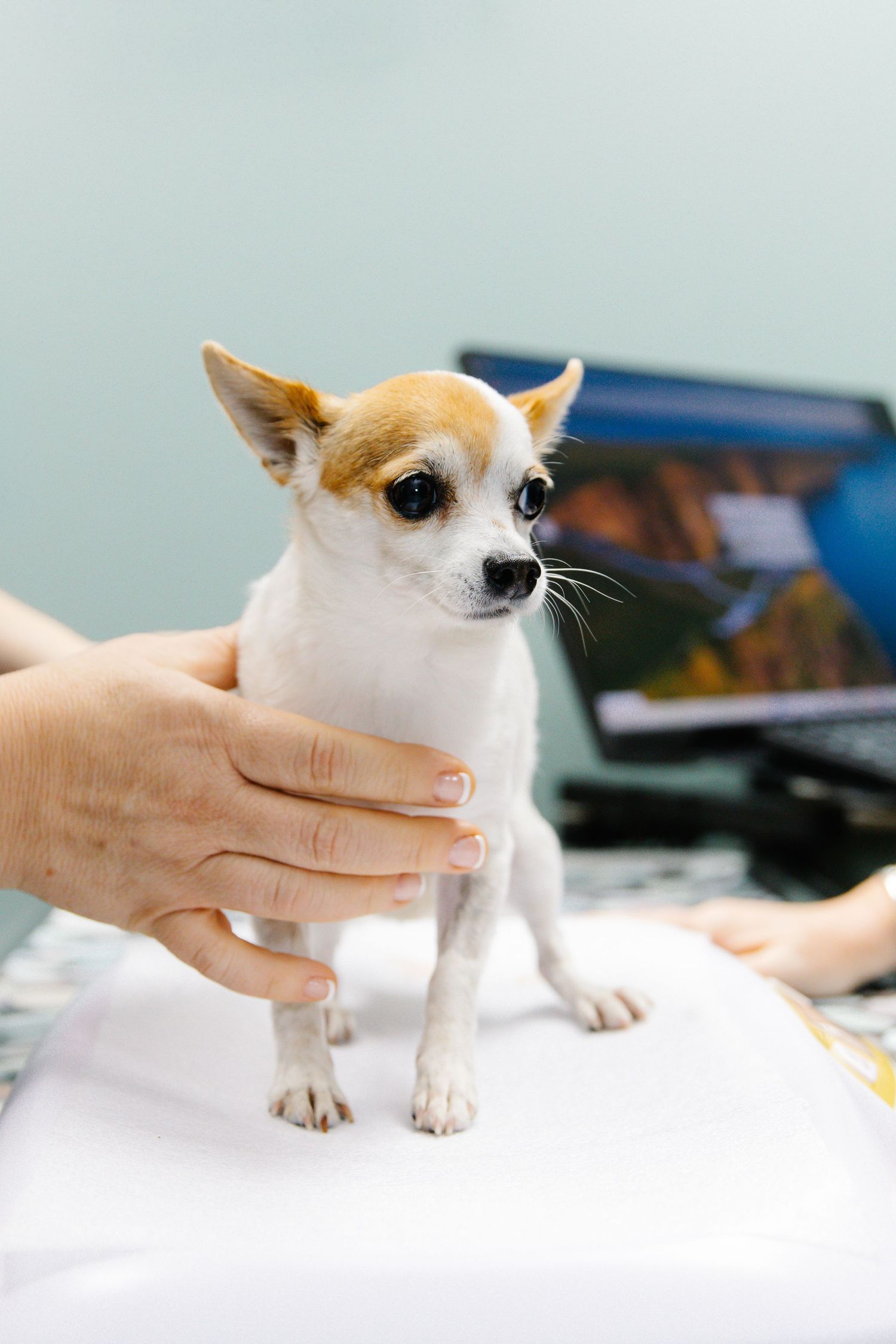 A tiny Chihuahua puppy being held gently by human hands on a white surface at a veterinary clinic.