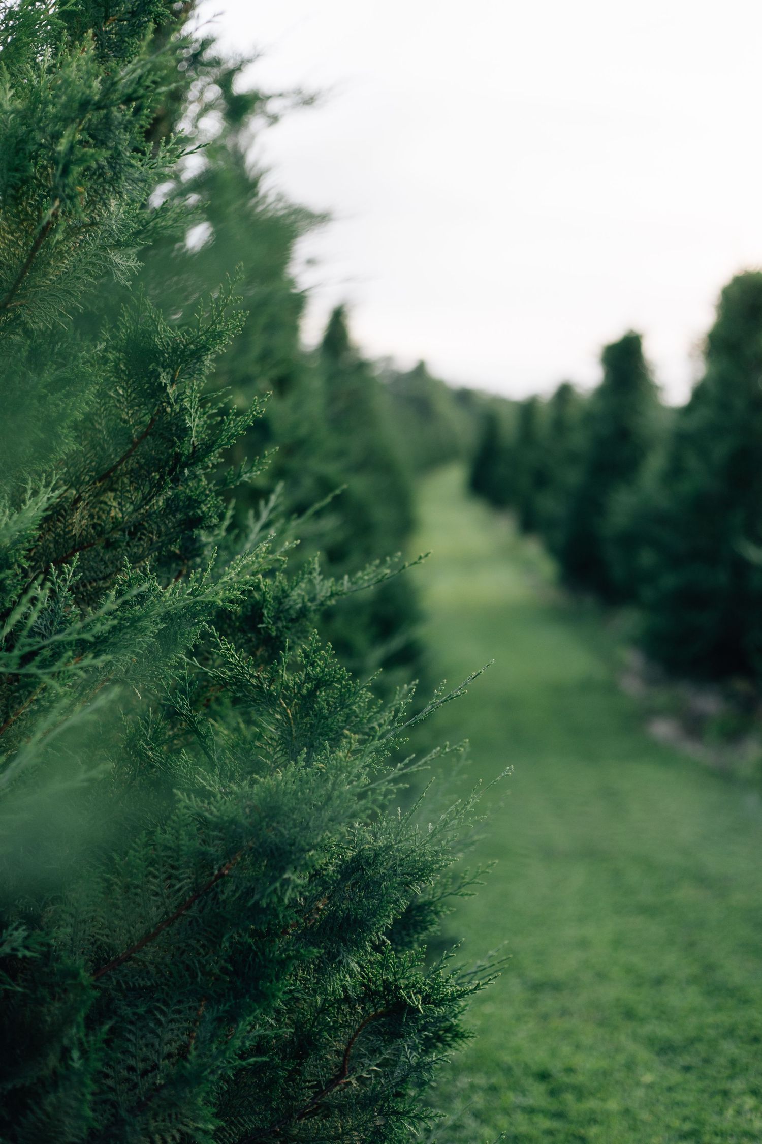 Rows of lush green evergreen trees growing in a Christmas tree farm with green grass pathways.