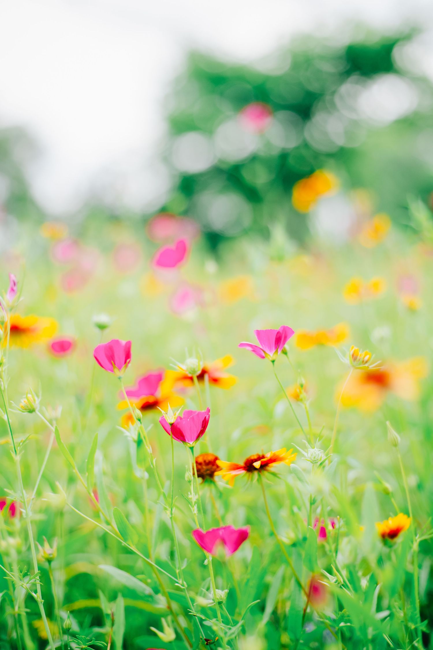 A vibrant wildflower meadow with pink and yellow cosmos flowers blooming among lush green stems with soft bokeh background.