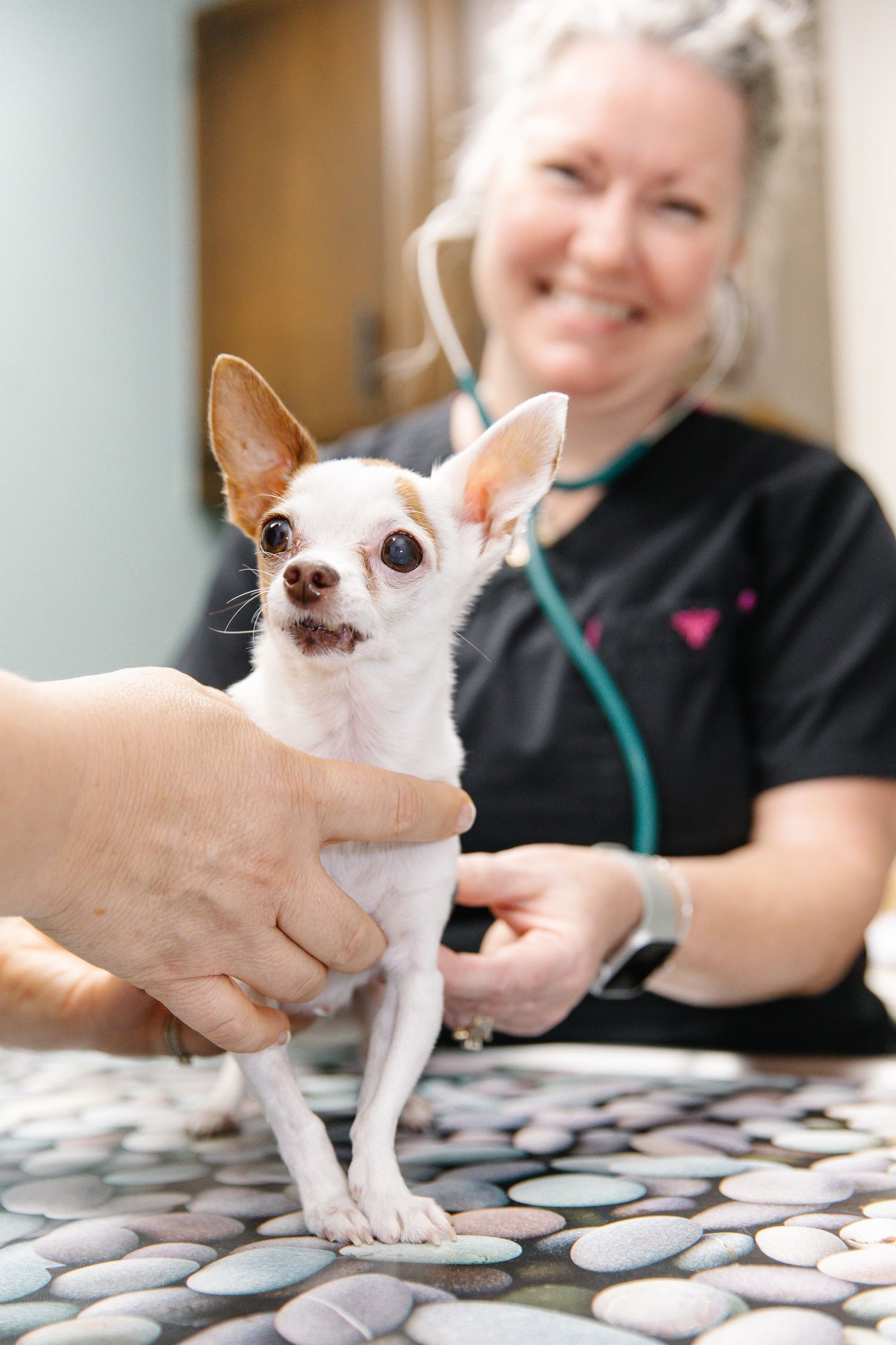 A smiling veterinarian in black scrubs examines a tiny Chihuahua with a stethoscope on an exam table.