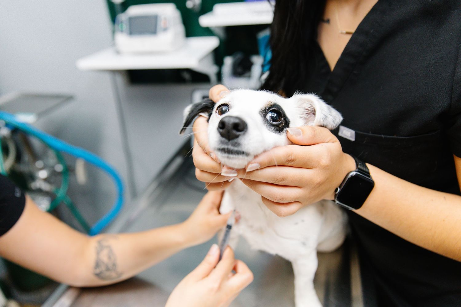 A veterinarian examines a small white dog held by a vet technician in a modern clinic.