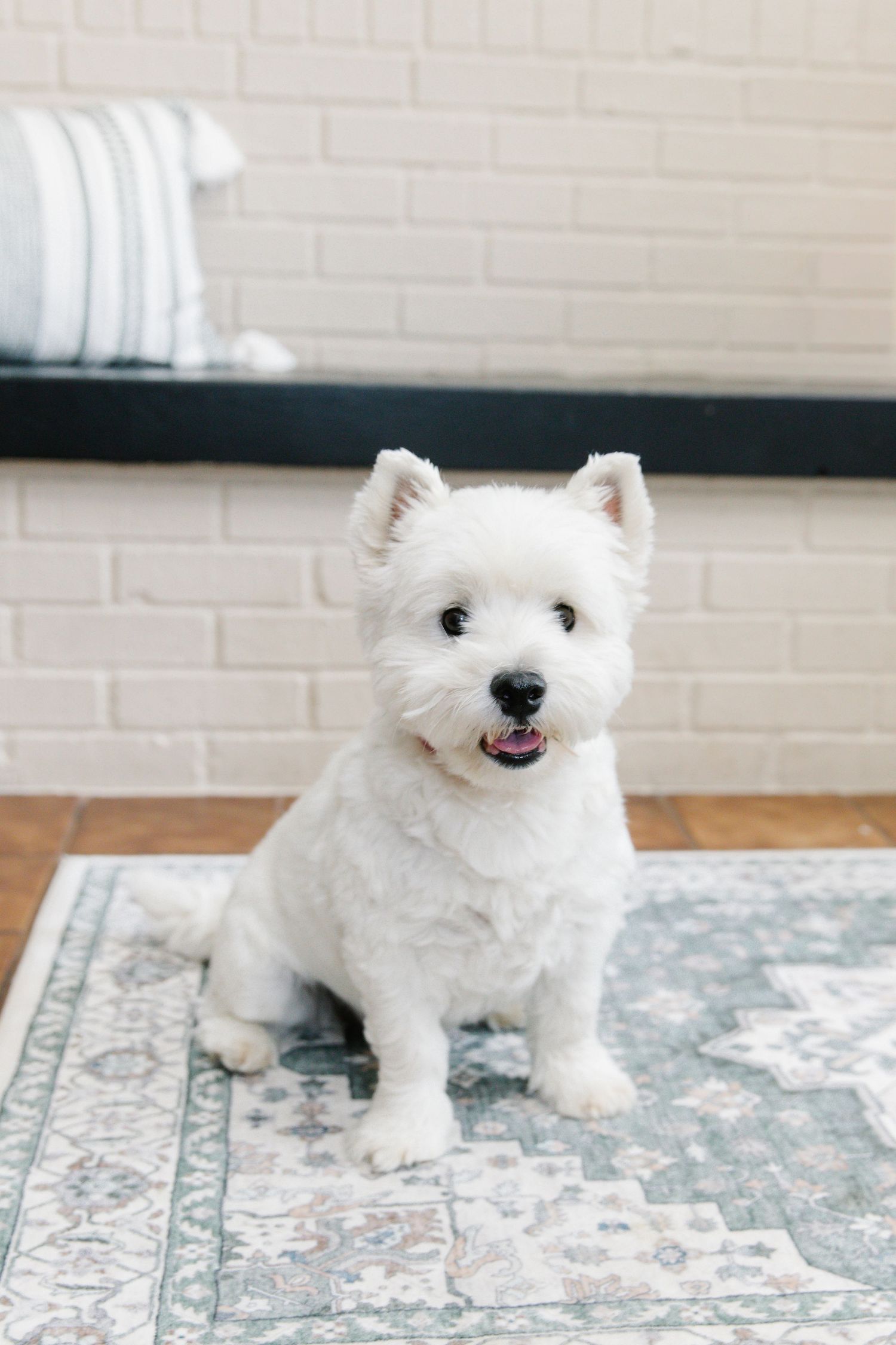A fluffy white West Highland Terrier sits on a patterned rug near a white brick wall, looking alert and happy.