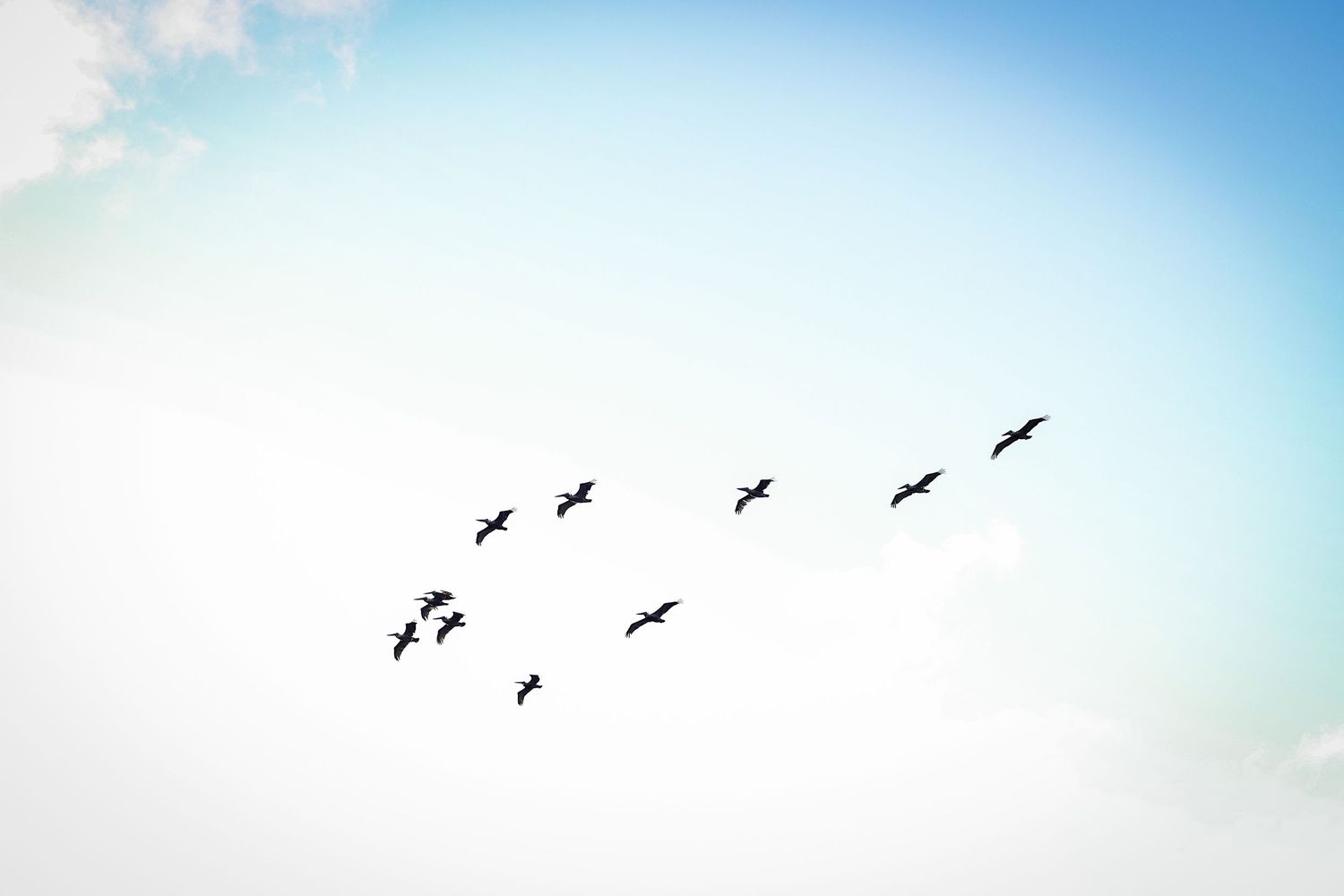 Brown pelicans flying across the sky at sunset during a Hilton Head family photography session