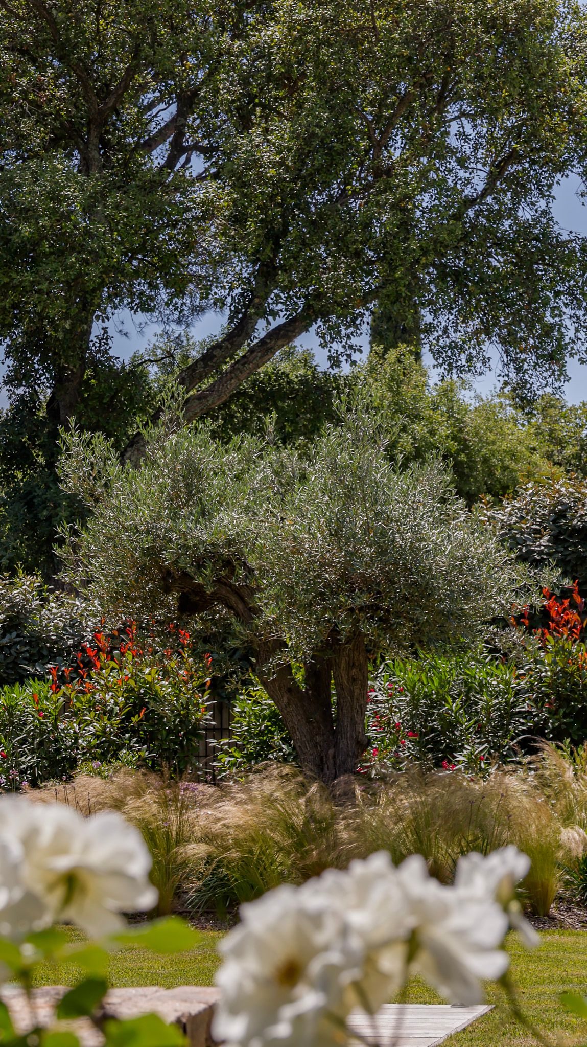 Olive tree and iceberg roses