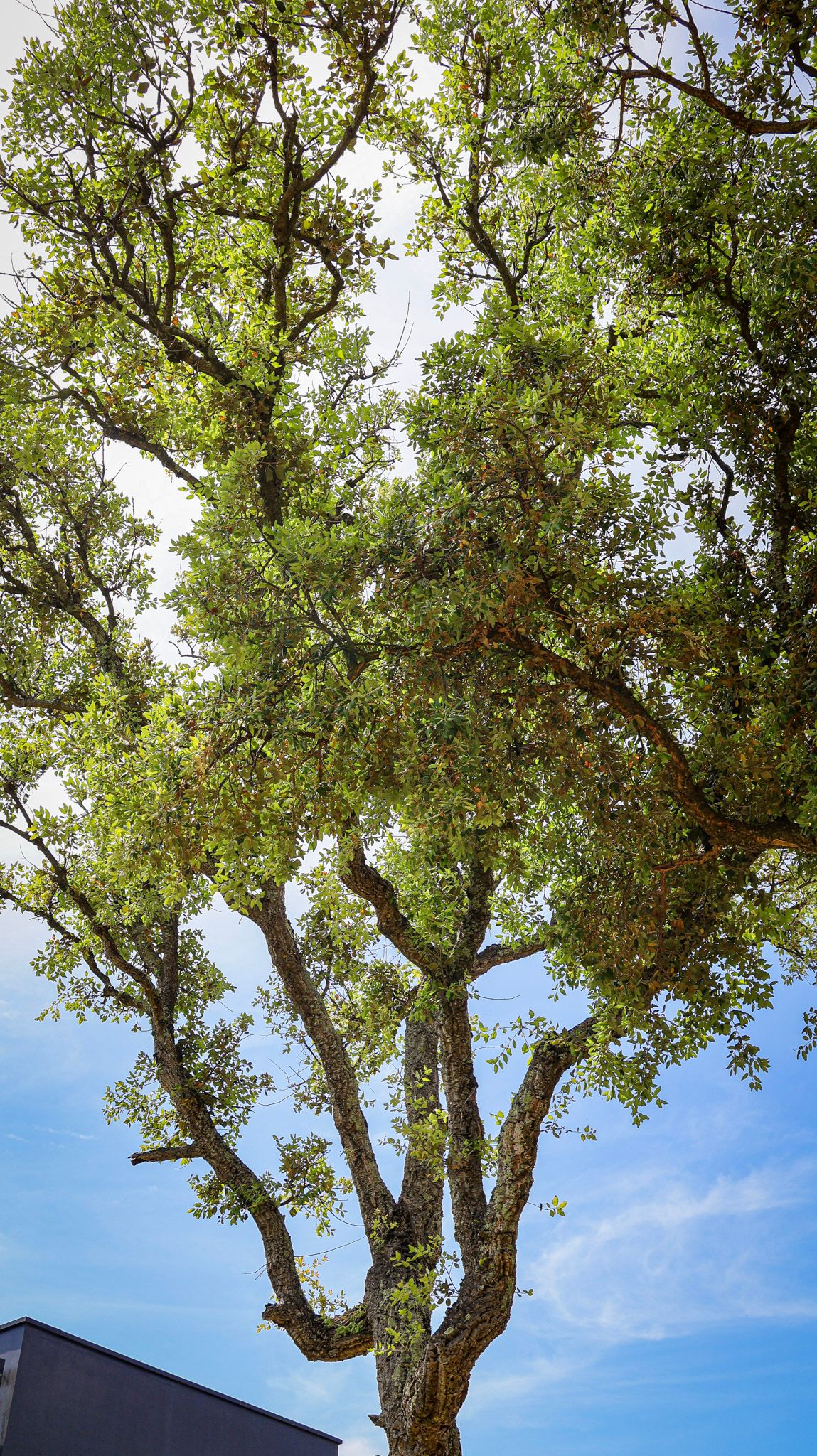 oak tree