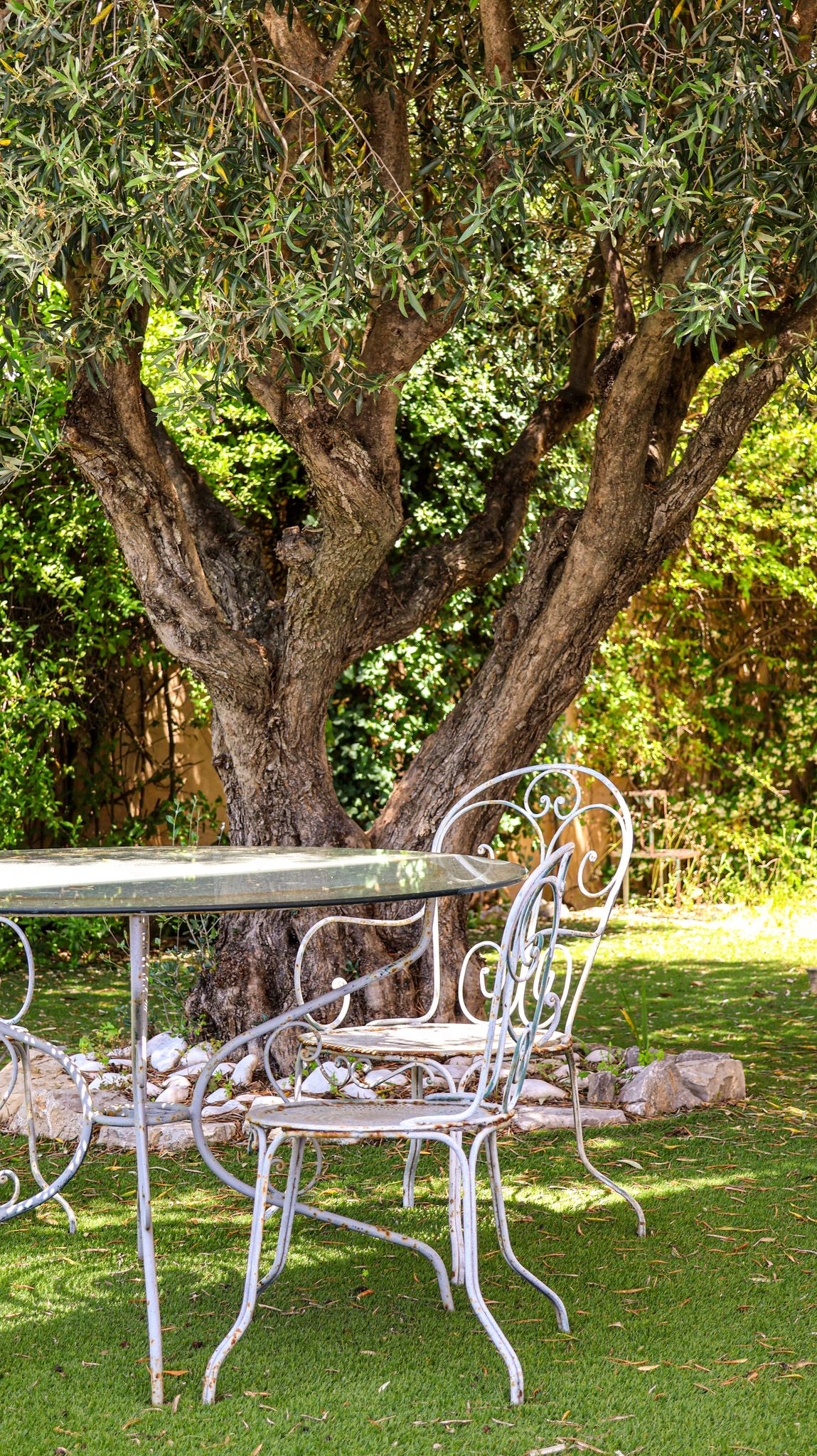table underneath the olive tree